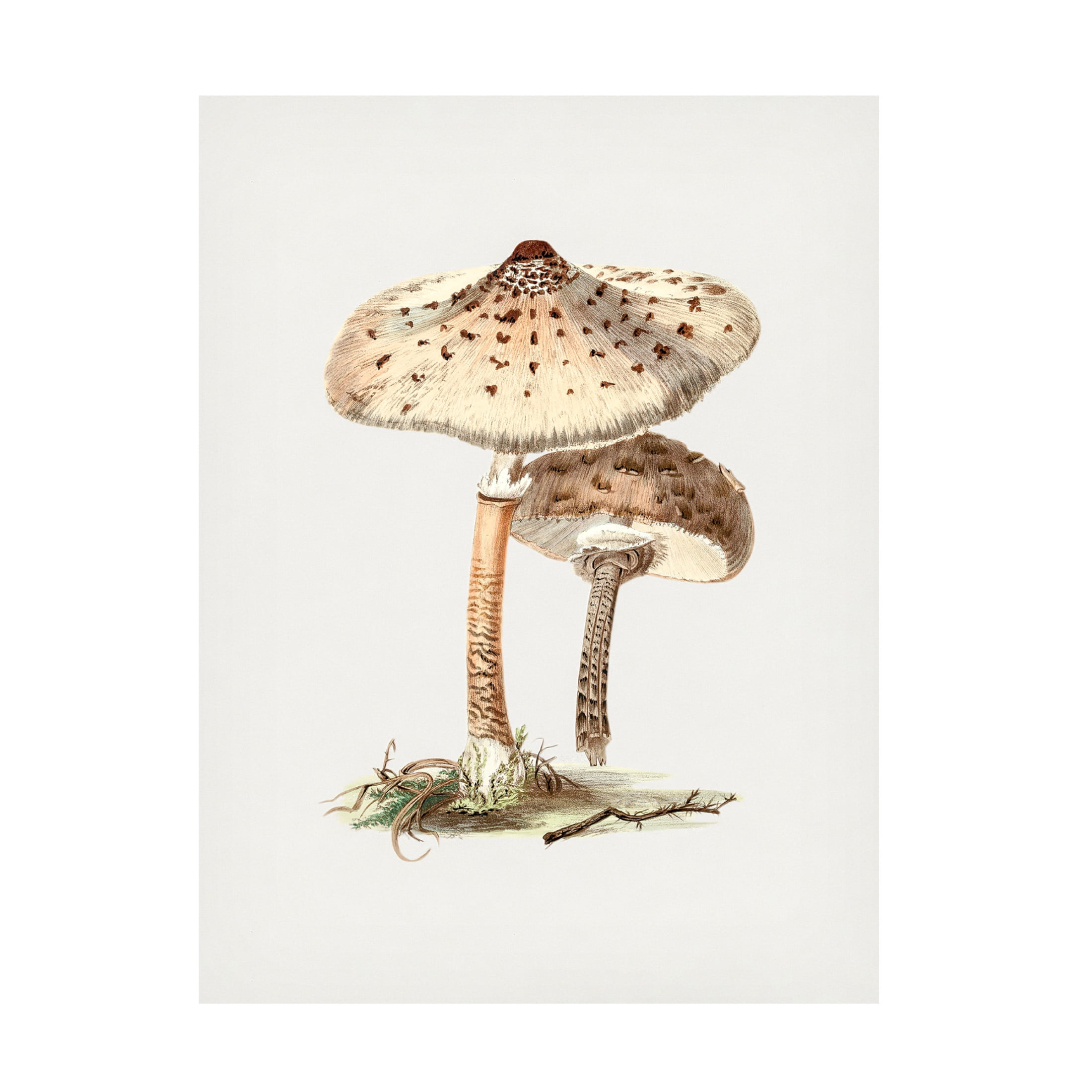 Trademark Fine Art Pictufy  Hand Drawn Parasol Mushroom Canvas Wall Art