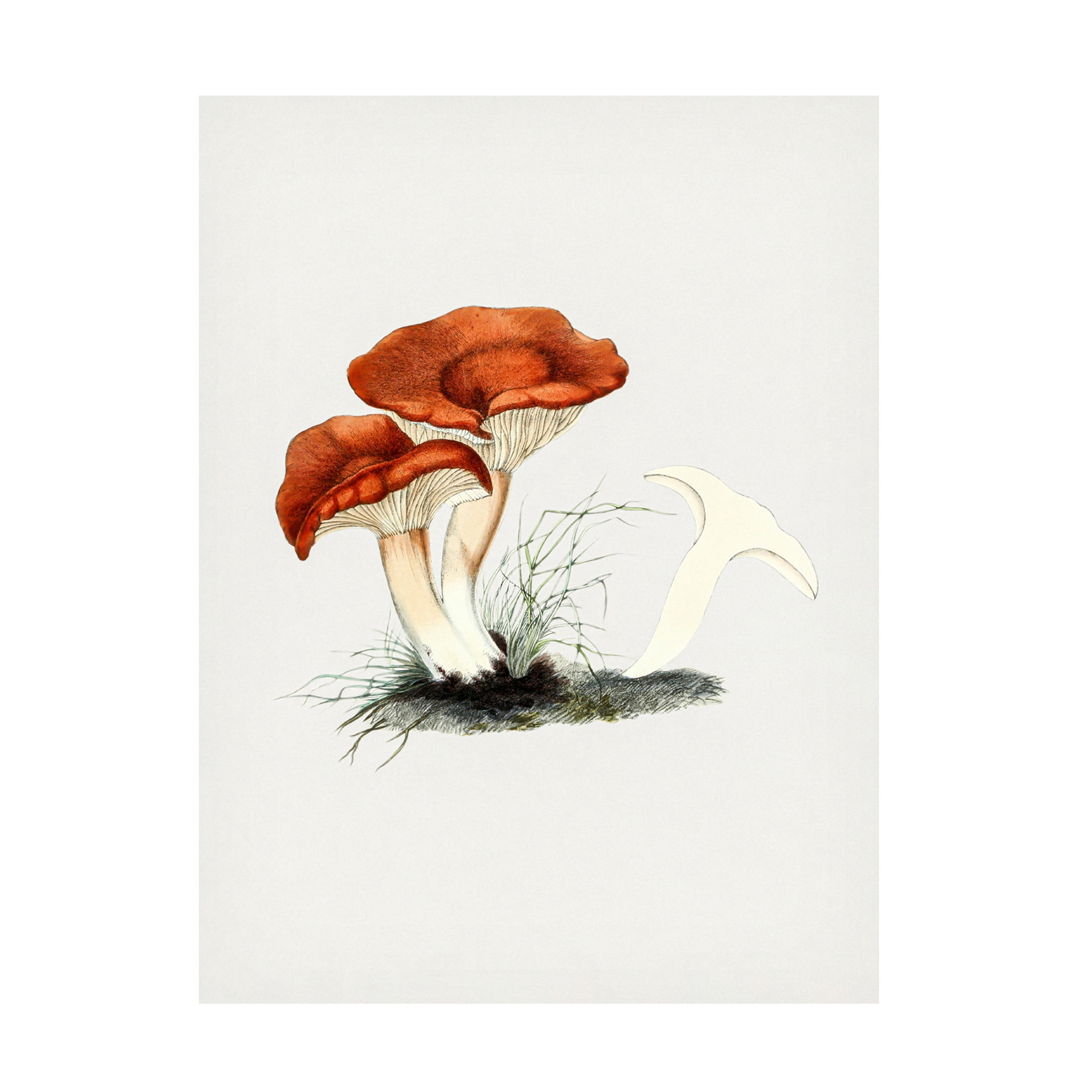 Trademark Fine Art Pictufy  Hand Drawn Rufous Milkcap Mushroom Canvas Wall Art
