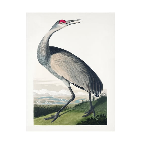 Trademark Fine Art Pictufy Hooping Crane From Birds of America 1827 Canvas Wall Art