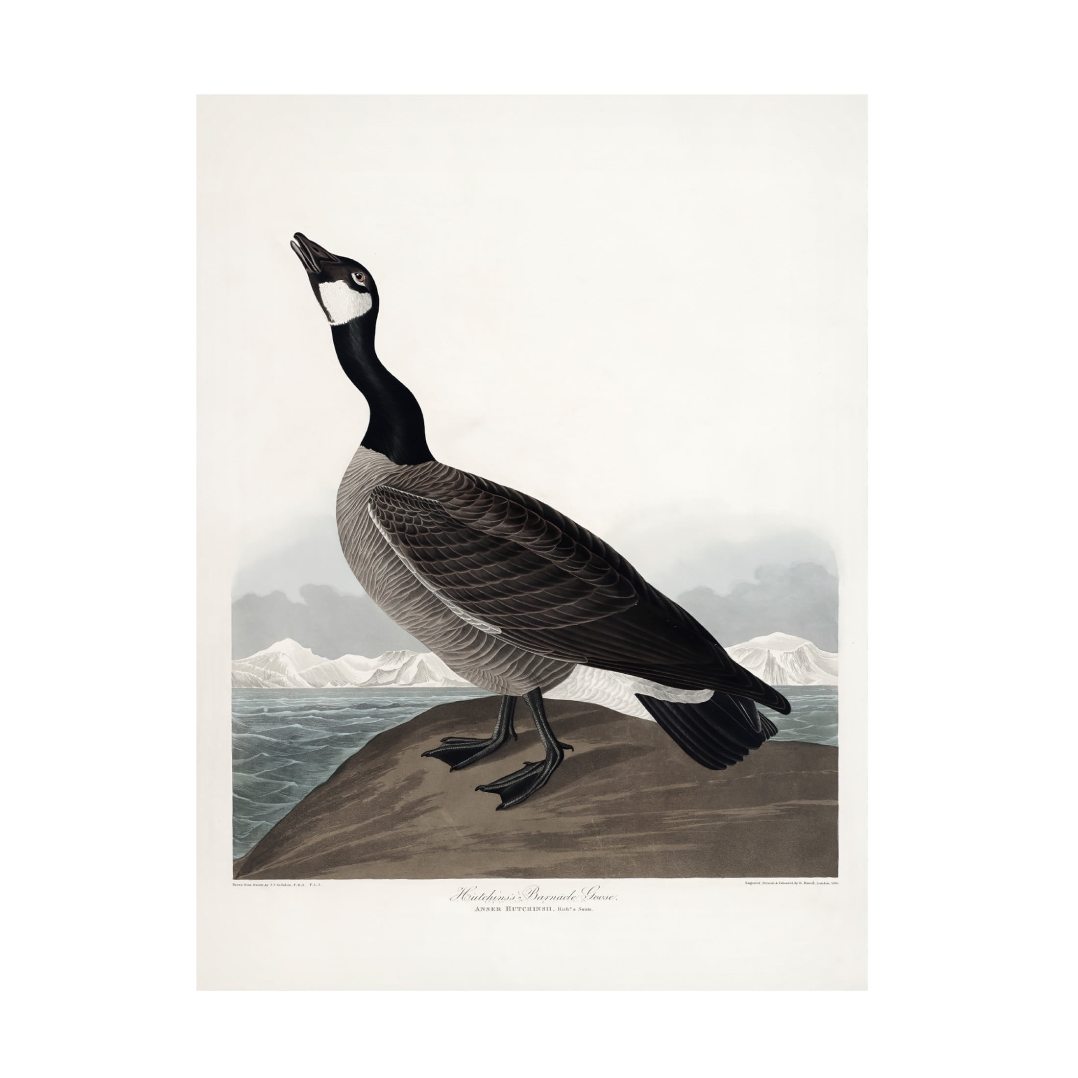 Trademark Fine Art Pictufy   Hutchins's Barnacle Goose From Birds of America 1827 Canvas Wall Art