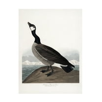 Trademark Fine Art Pictufy   Hutchins's Barnacle Goose From Birds of America 1827 Canvas Wall Art