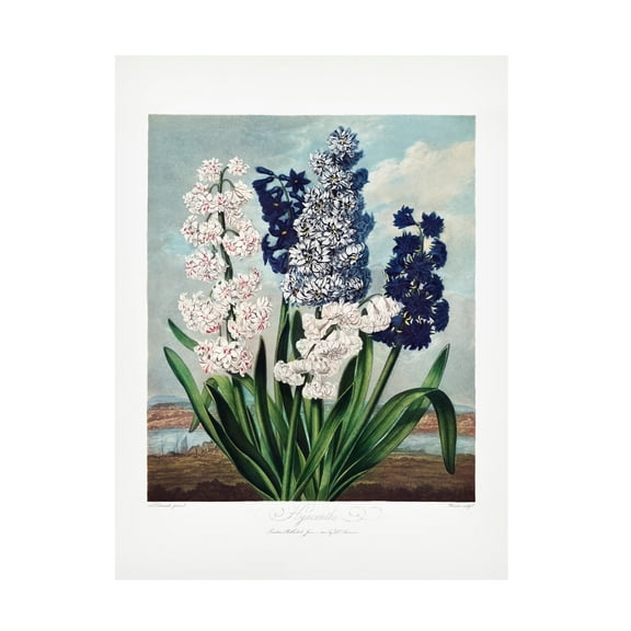 Trademark Fine Art Pictufy  Hyacinths from The Temple of Flora 1807 Canvas Wall Art