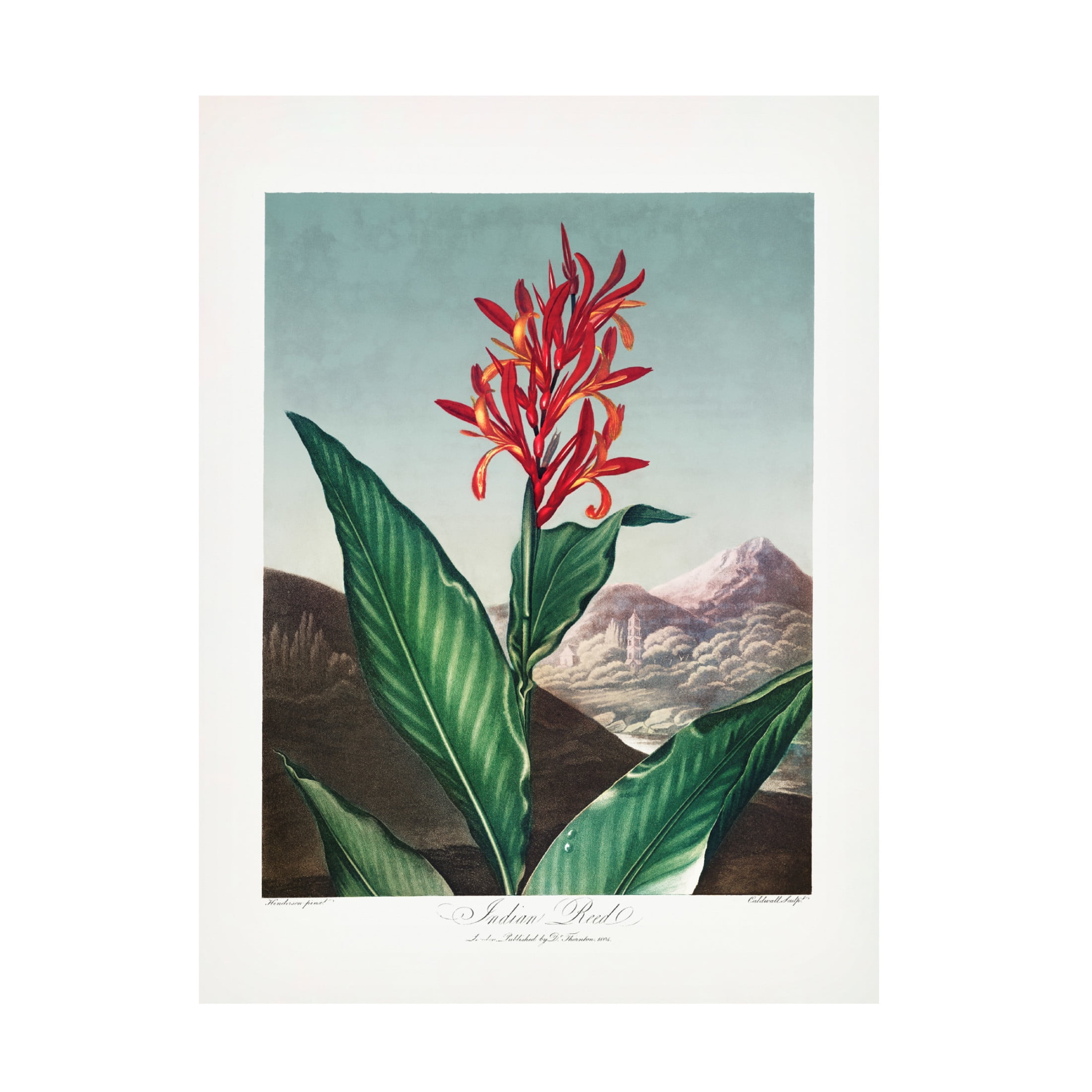 Trademark Fine Art Pictufy  Indian Reed from The Temple of Flora 1807 Canvas Wall Art