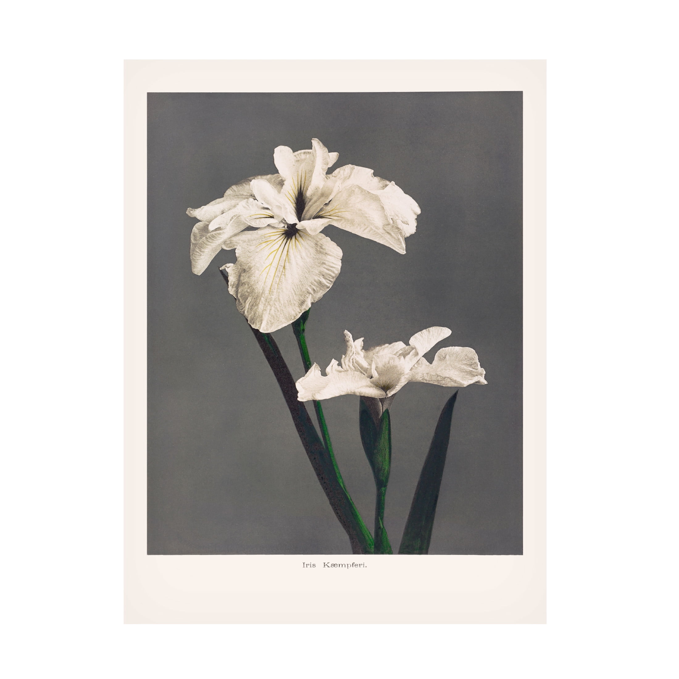 Trademark Fine Art Pictufy  Iris KAbmpferi Canvas Wall Art