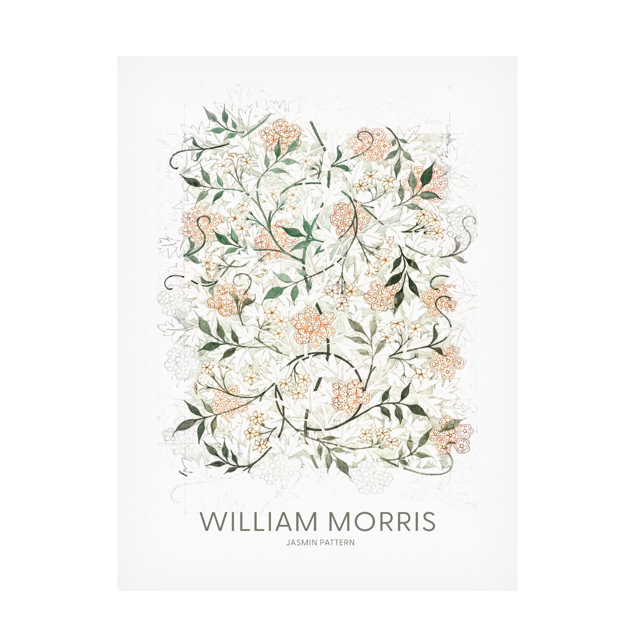 Trademark Fine Art Pictufy  Jasmine Canvas Wall Art