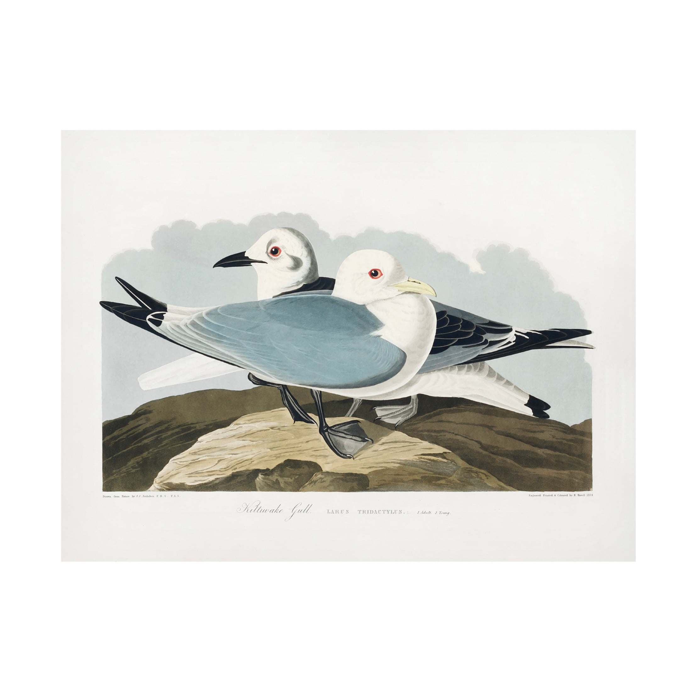 Trademark Fine Art Pictufy Kittiwake Gull From Birds of America 1827 Canvas Wall Art