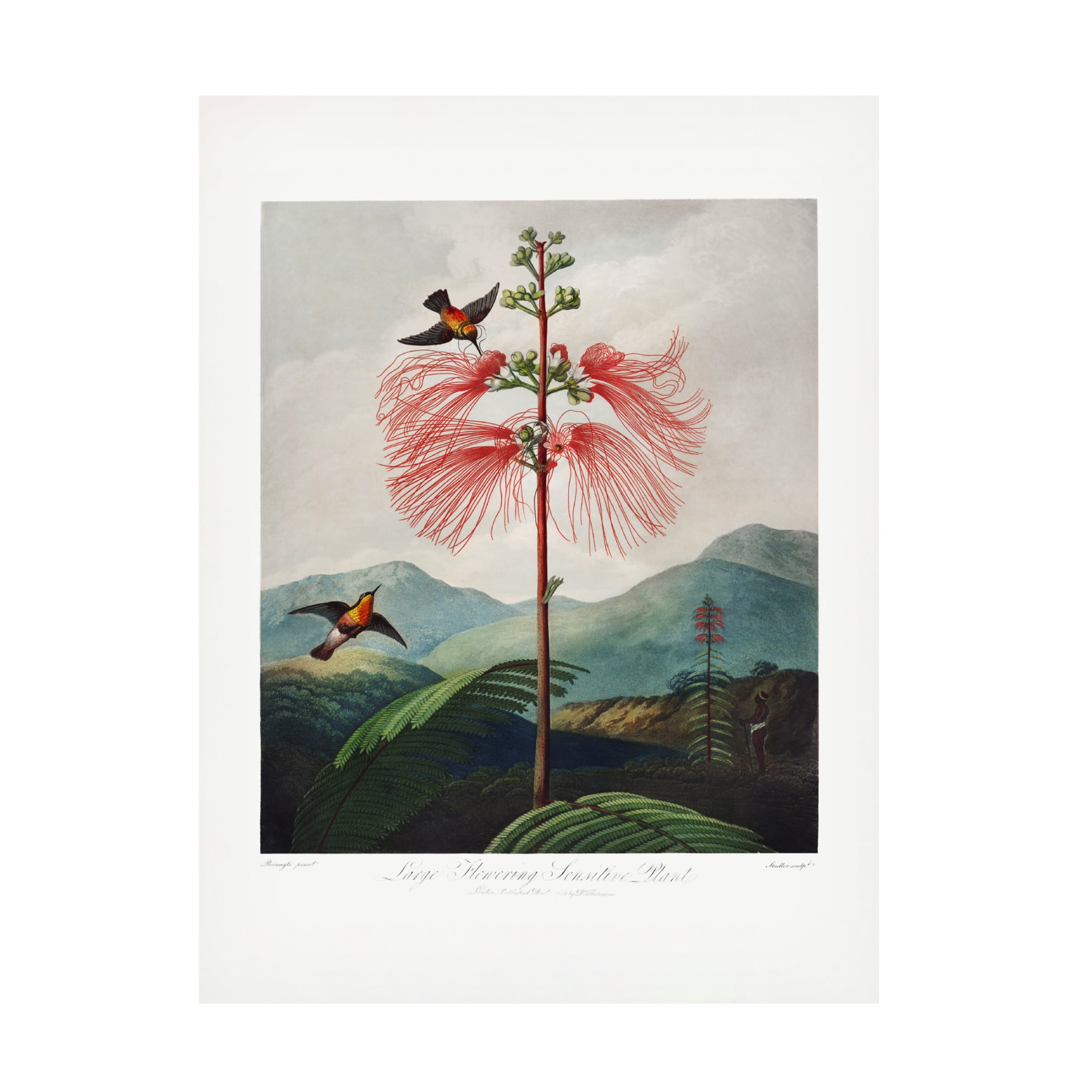 Trademark Fine Art Pictufy  Largea Flowering Sensitive Plant Canvas Wall Art