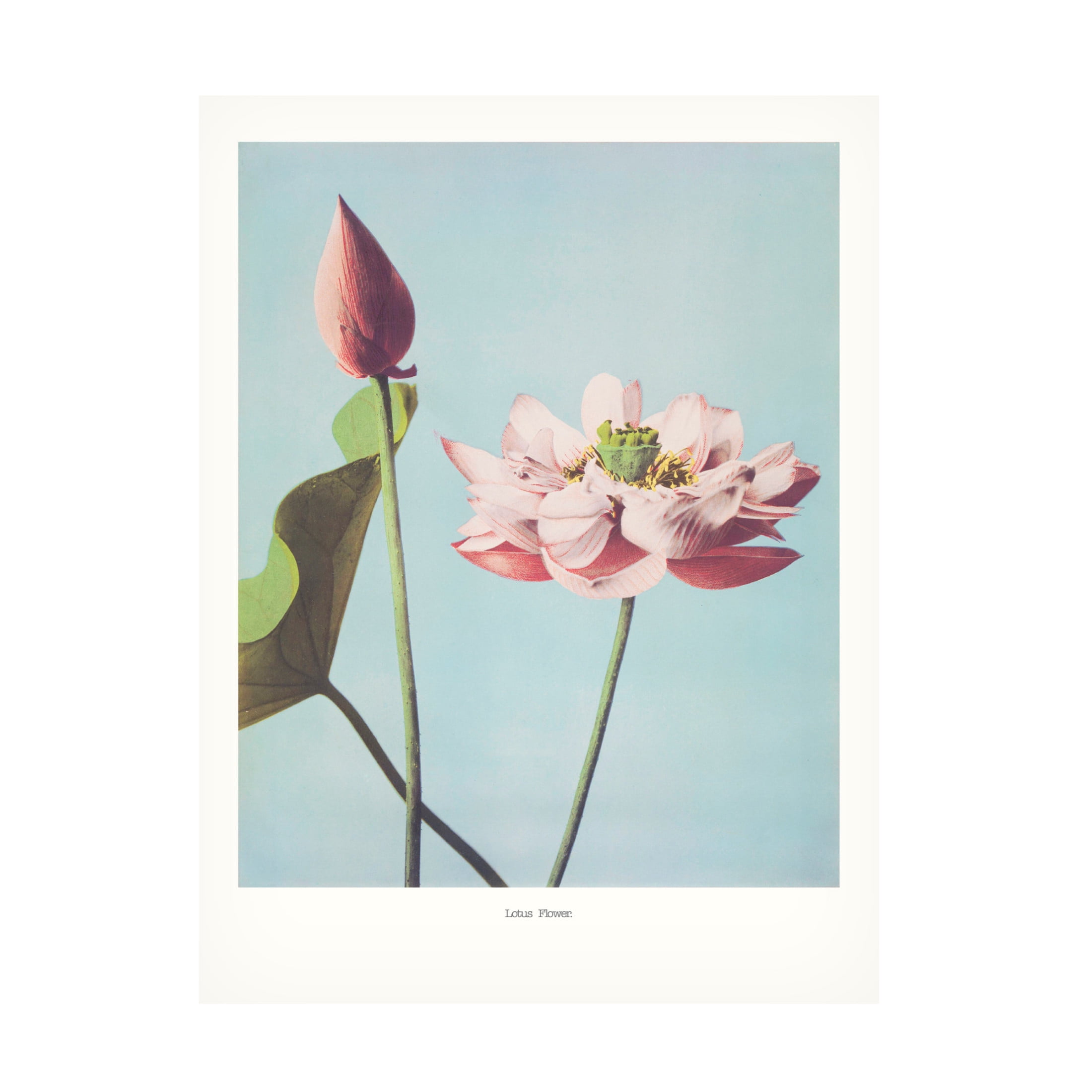 Trademark Fine Art Pictufy   Lotus Flowers Canvas Wall Art