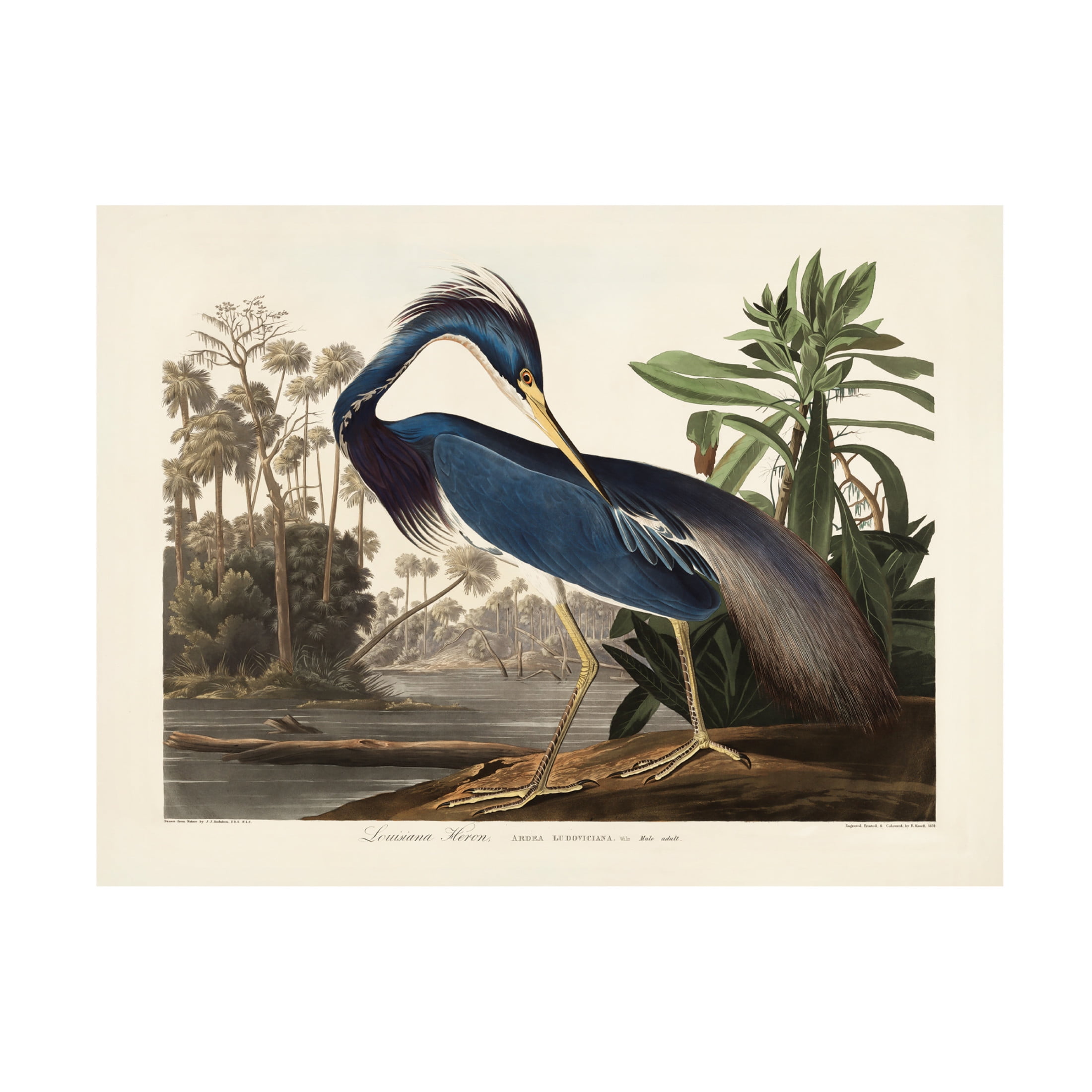 Trademark Fine Art Pictufy   Louisiana Heron From Birds of America 1827 Canvas Wall Art