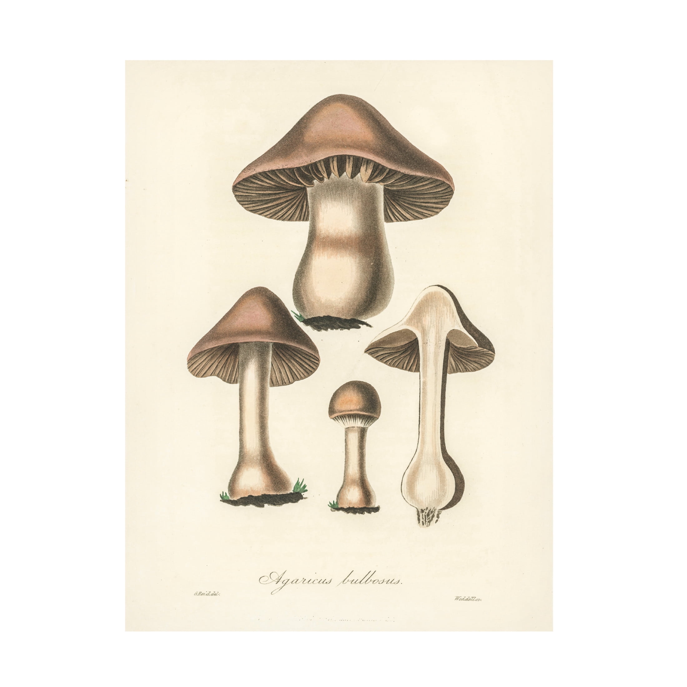 Trademark Fine Art Pictufy Medical Botany Canvas Wall Art