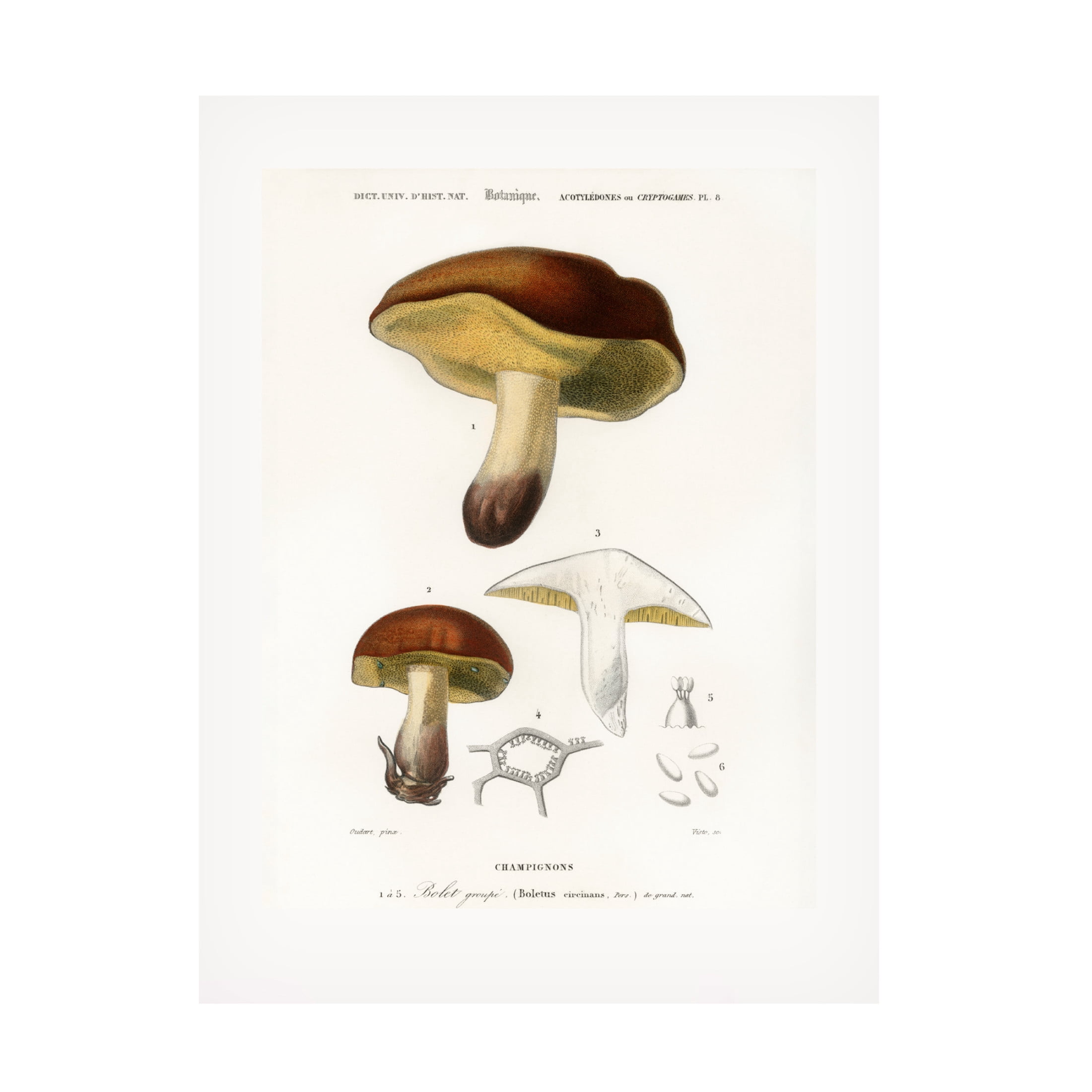 Trademark Fine Art Pictufy Mushroom boletus Circinans Canvas Wall Art