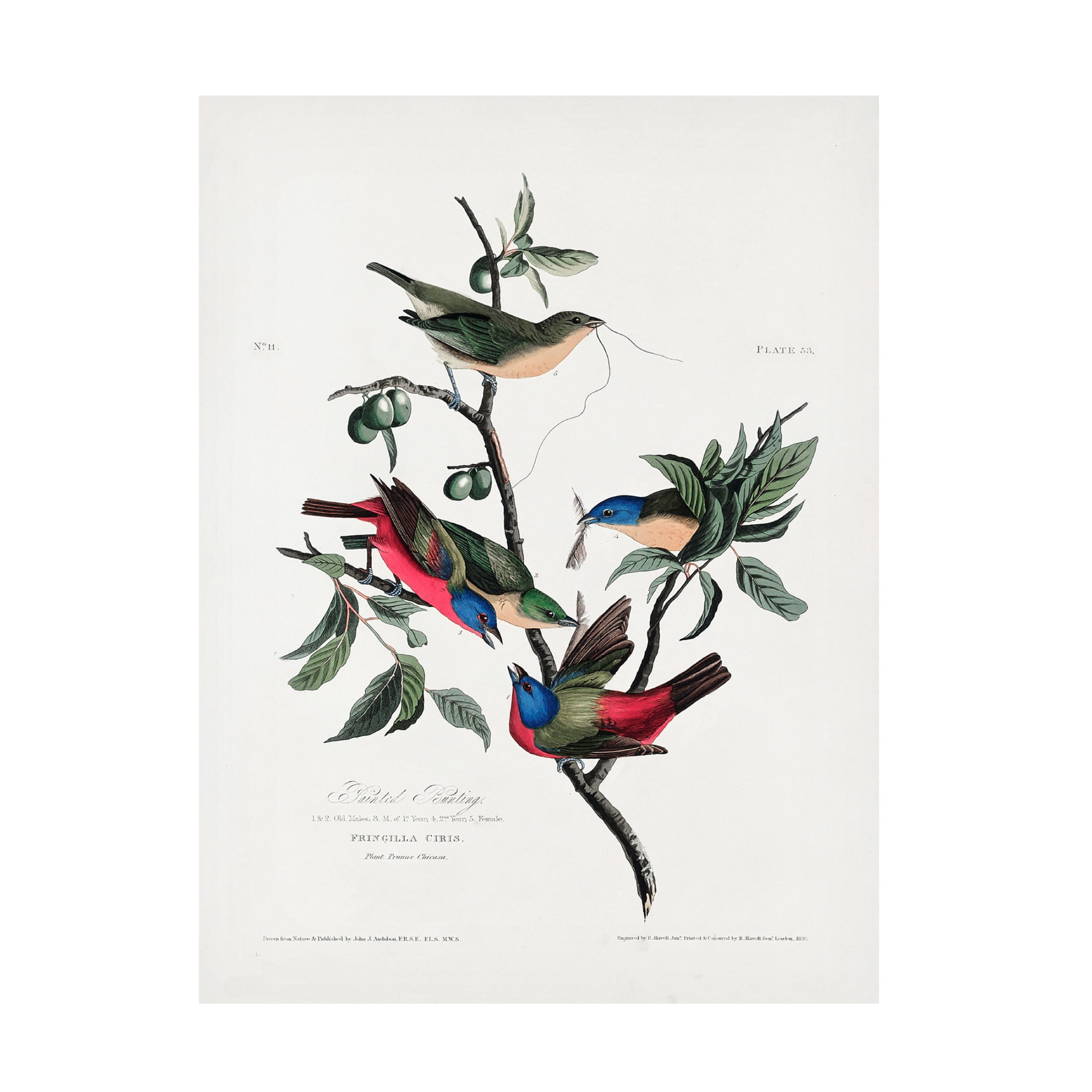 Trademark Fine Art Pictufy Painted Finch From Birds of America 1827 Canvas Wall Art