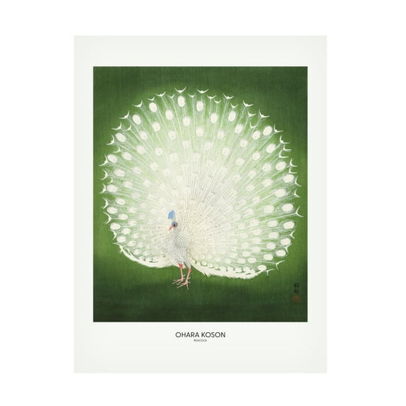 Trademark Fine Art Pictufy Peacock Wide Canvas Wall Art