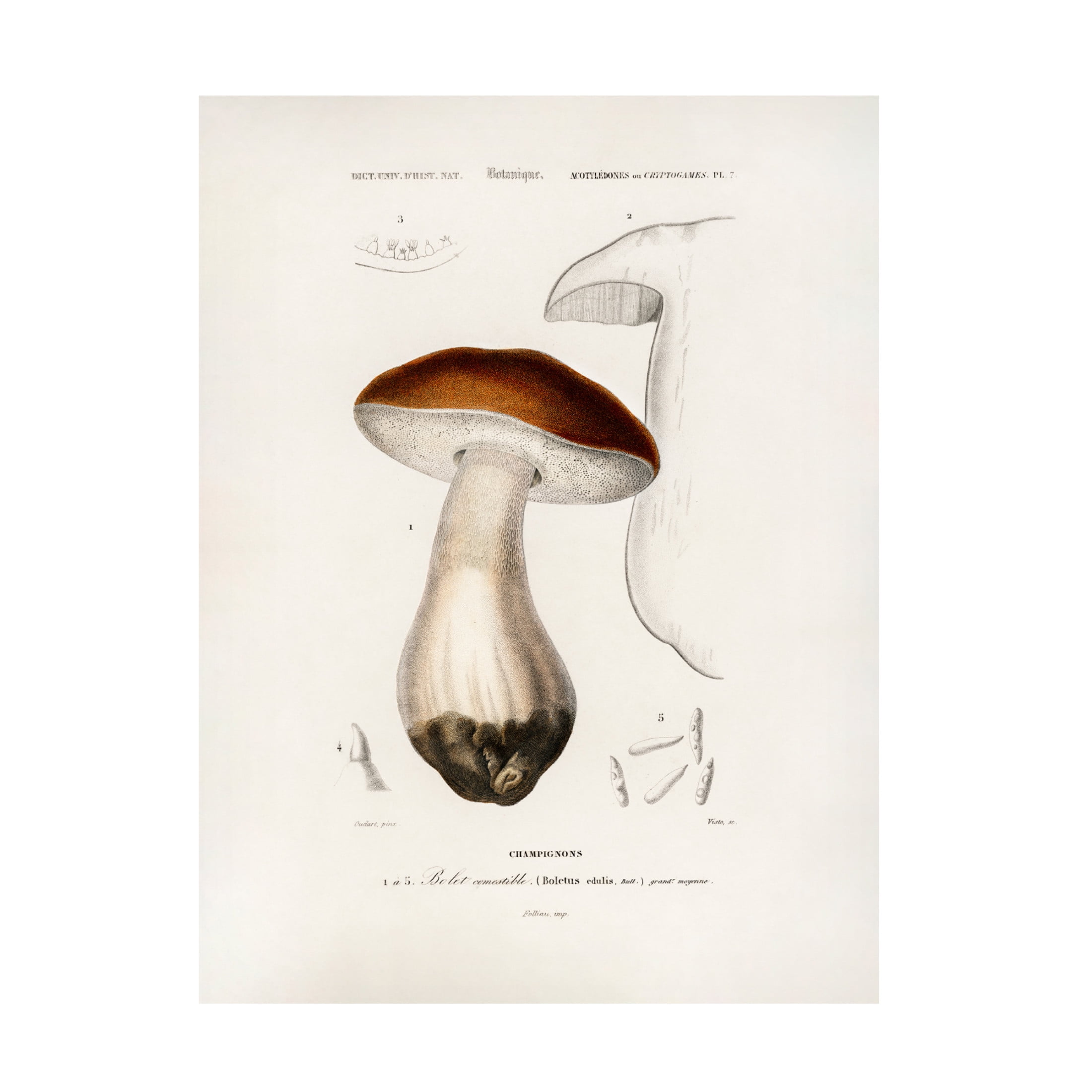 Trademark Fine Art Pictufy Penny Bun boletus Edulis Canvas Wall Art