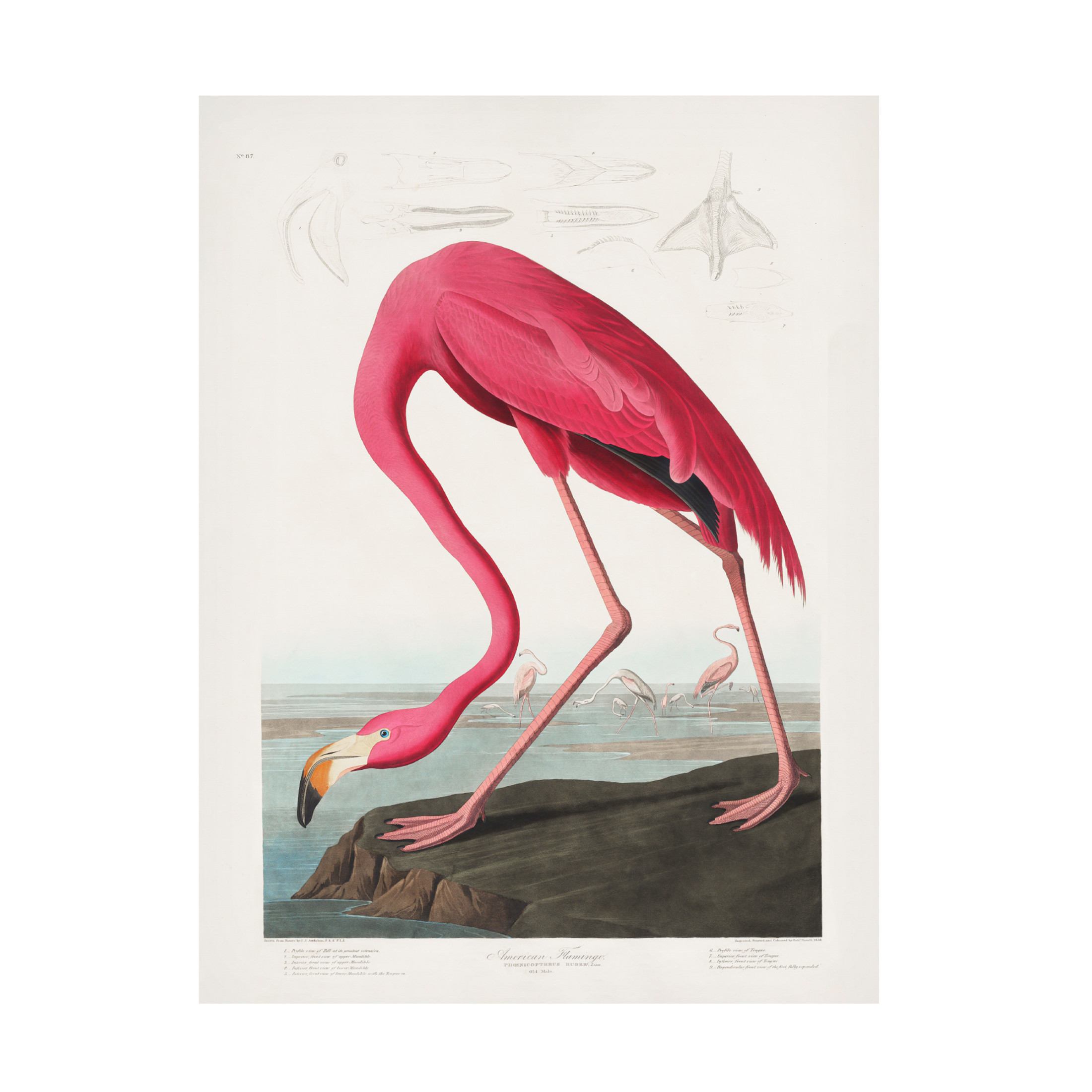Trademark Fine Art Pictufy   Pink Flamingo From Birds of America 1827 Canvas Wall Art