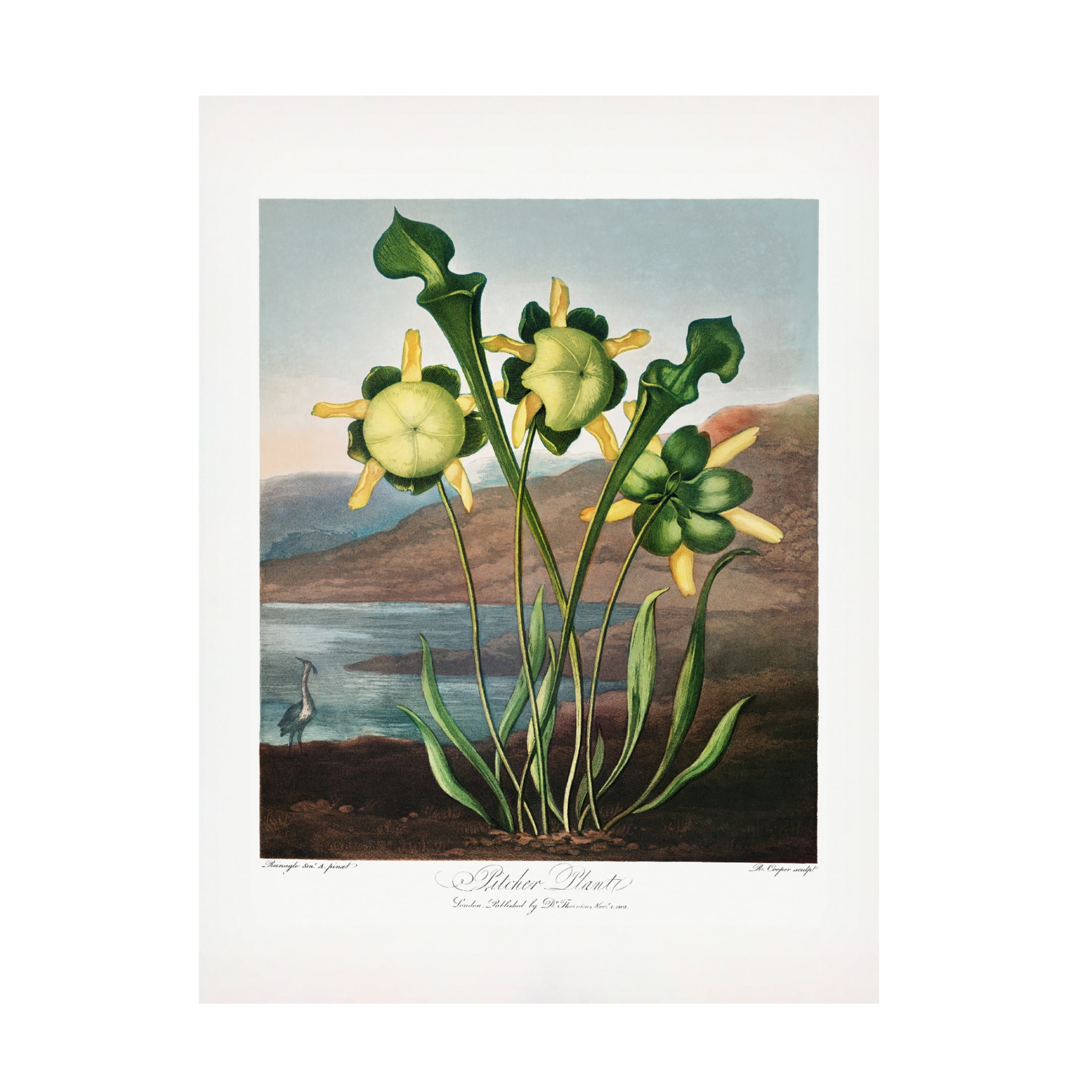 Trademark Fine Art Pictufy  Pitcher Plant from The Temple of Flora 1807 Canvas Wall Art