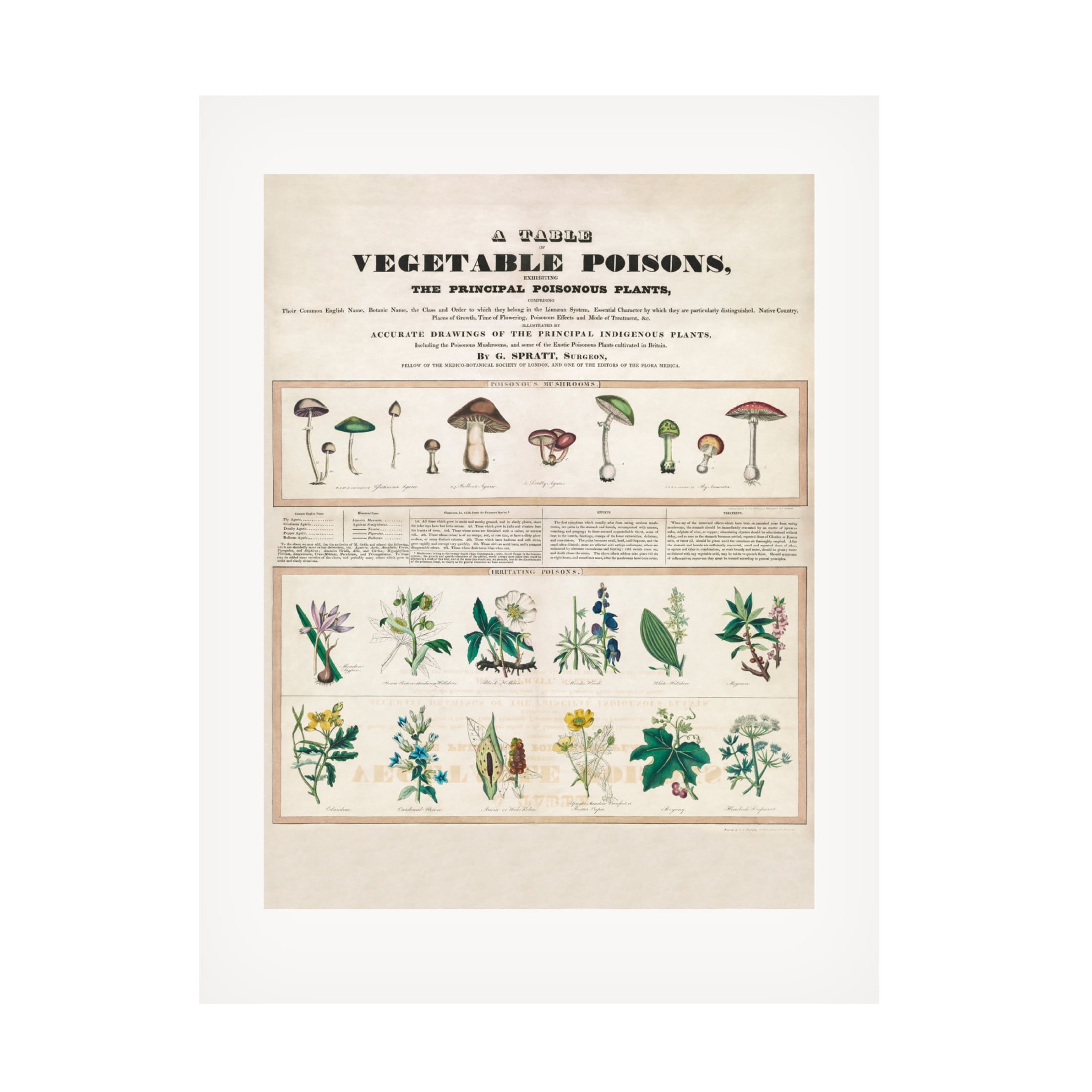 Trademark Fine Art Pictufy  Poisonous Mushrooms Irritating Poisons Canvas Wall Art