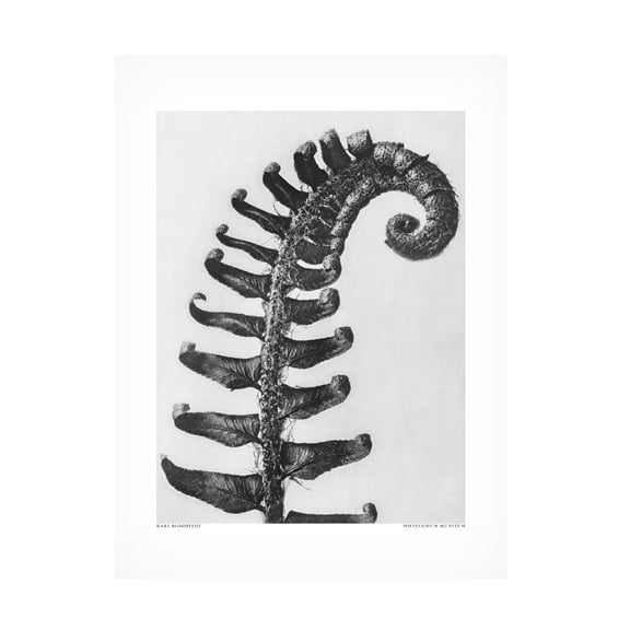 Trademark Fine Art Pictufy Polystichum Munitum Canvas Wall Art