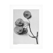 Trademark Fine Art Pictufy Ptelea Trifoliata Canvas Wall Art