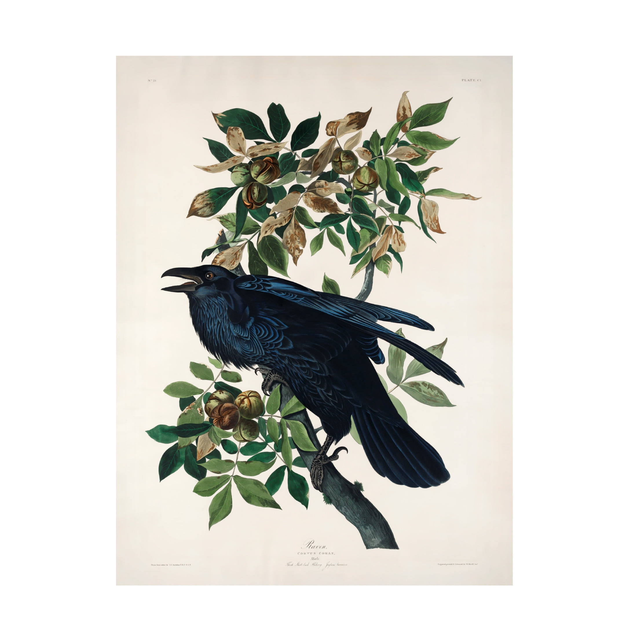 Trademark Fine Art Pictufy   Raven From Birds of America 1827 Canvas Wall Art