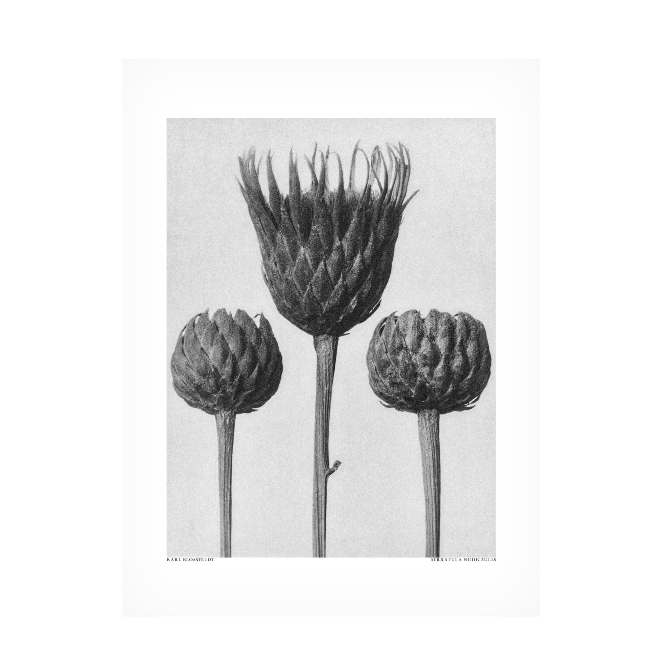 Trademark Fine Art Pictufy Serratula Nudicaulis Canvas Wall Art
