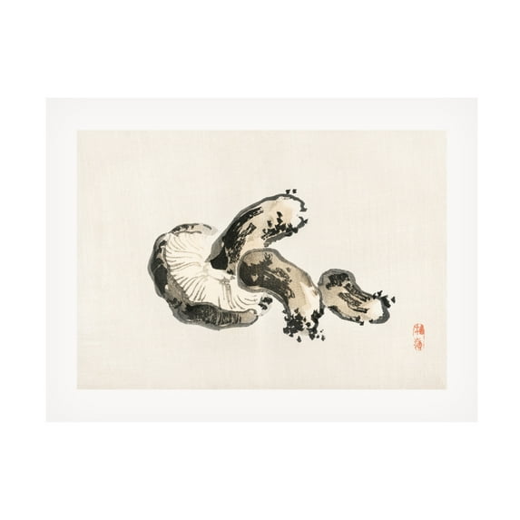 Trademark Fine Art Pictufy Shitake Mushroom Canvas Wall Art