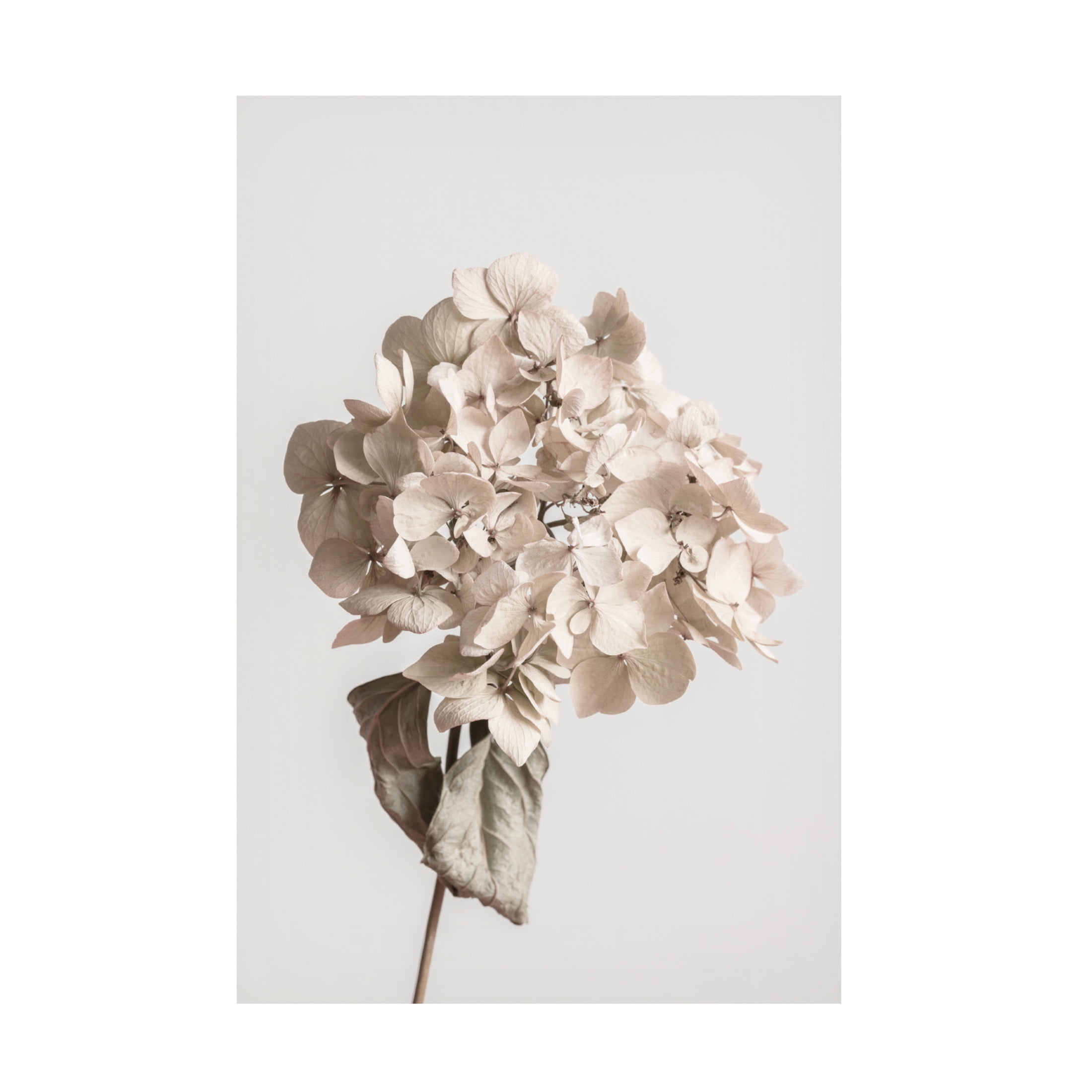 Trademark Fine Art Pictufy Studio Beige Dried Flower Canvas Wall Art