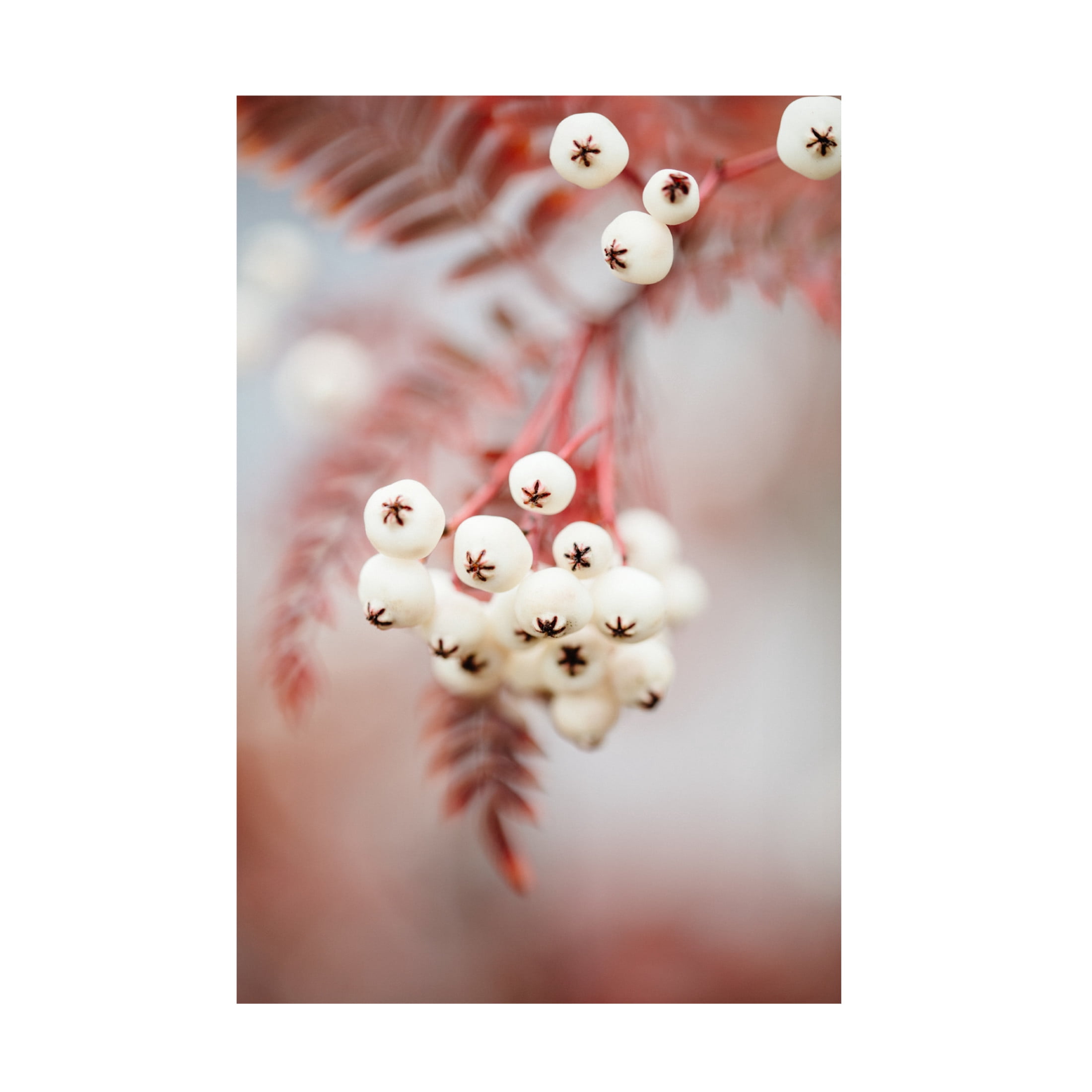 Trademark Fine Art Pictufy Studio Berries On A Twig Canvas Wall Art