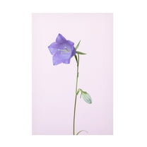 Trademark Fine Art Pictufy Studio Bluebell Pink Background Canvas Wall Art