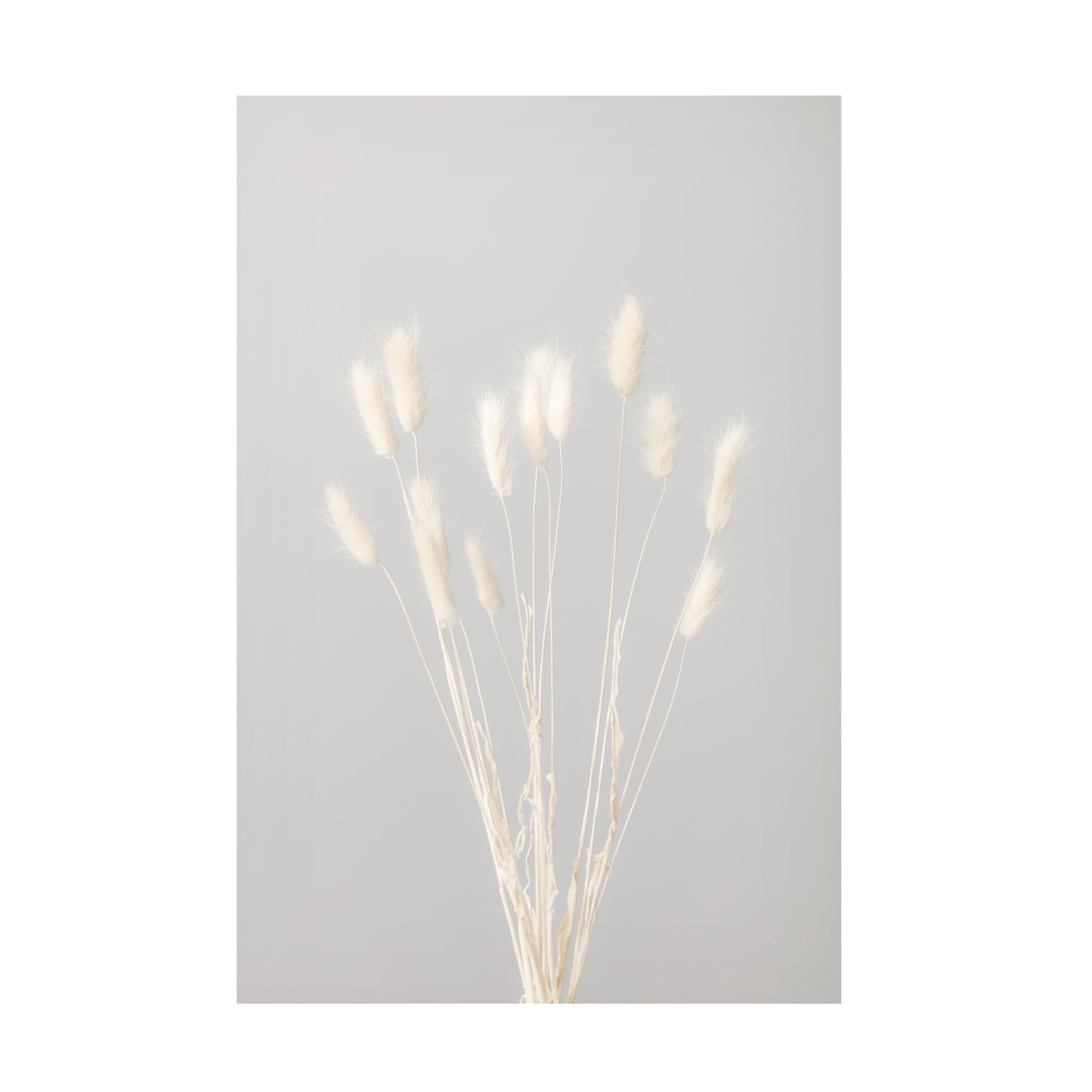 Trademark Fine Art Pictufy Studio Bunny Grass No 1 Canvas Wall Art