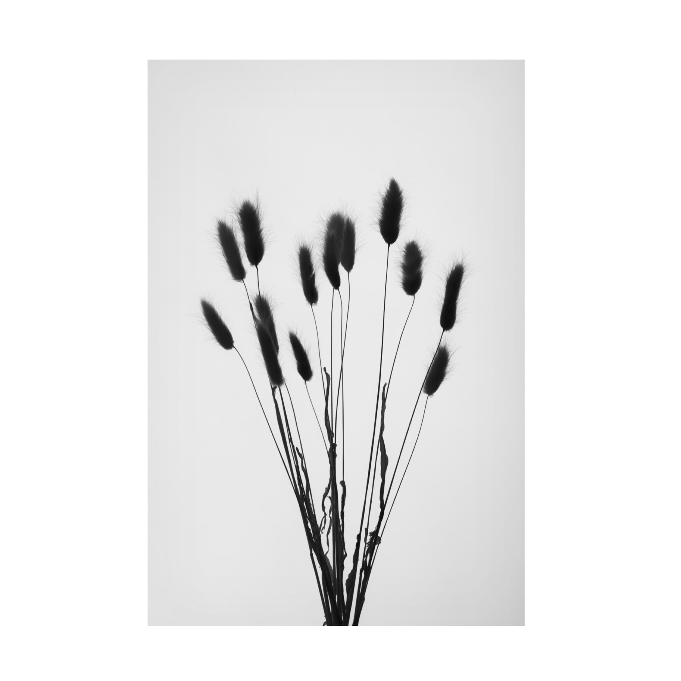 Trademark Fine Art Pictufy Studio Bunny Grass No 2 Canvas Wall Art