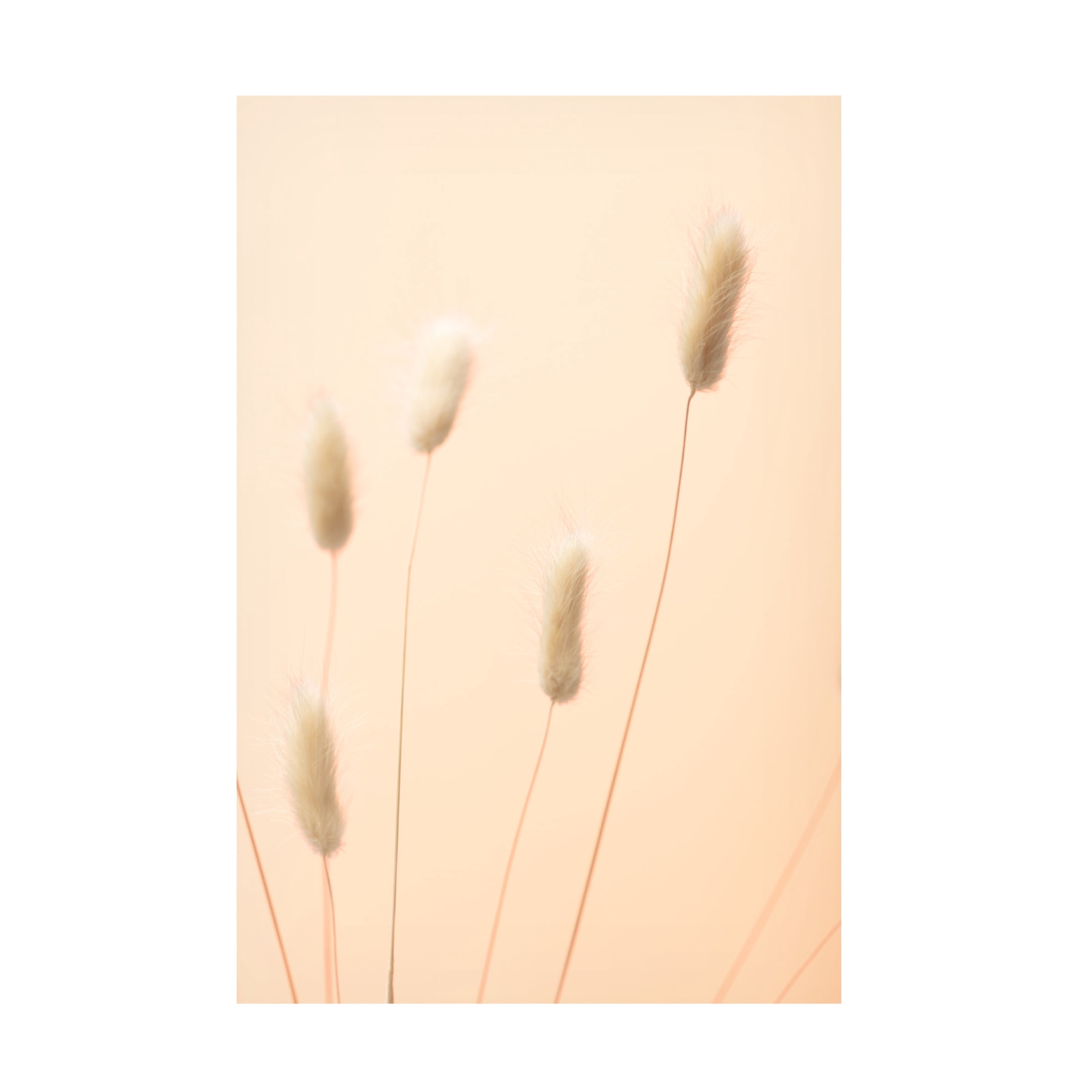 Trademark Fine Art Pictufy Studio Bunny Grass Peach 05 Canvas Wall Art