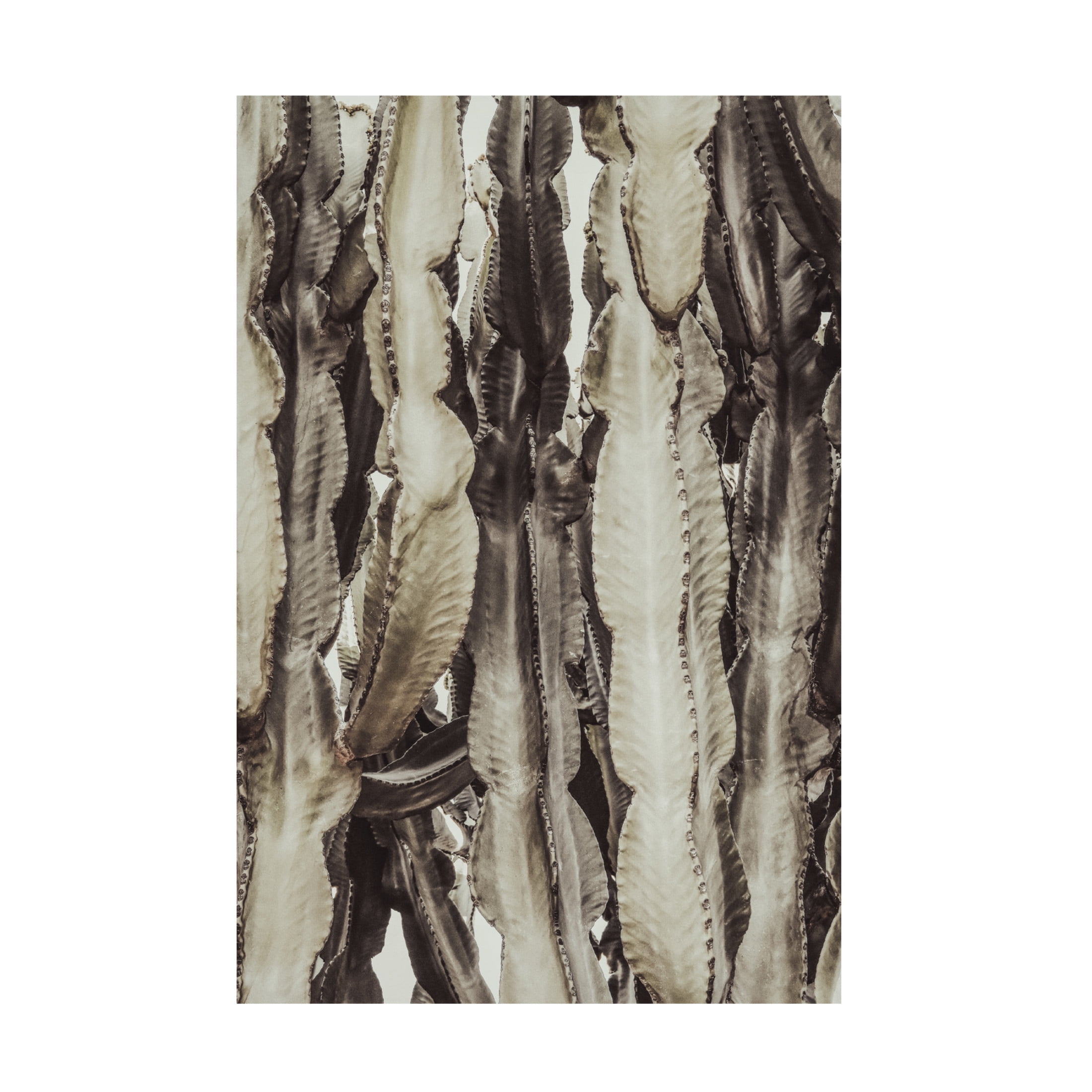 Trademark Fine Art Pictufy Studio Cactus Canvas Wall Art