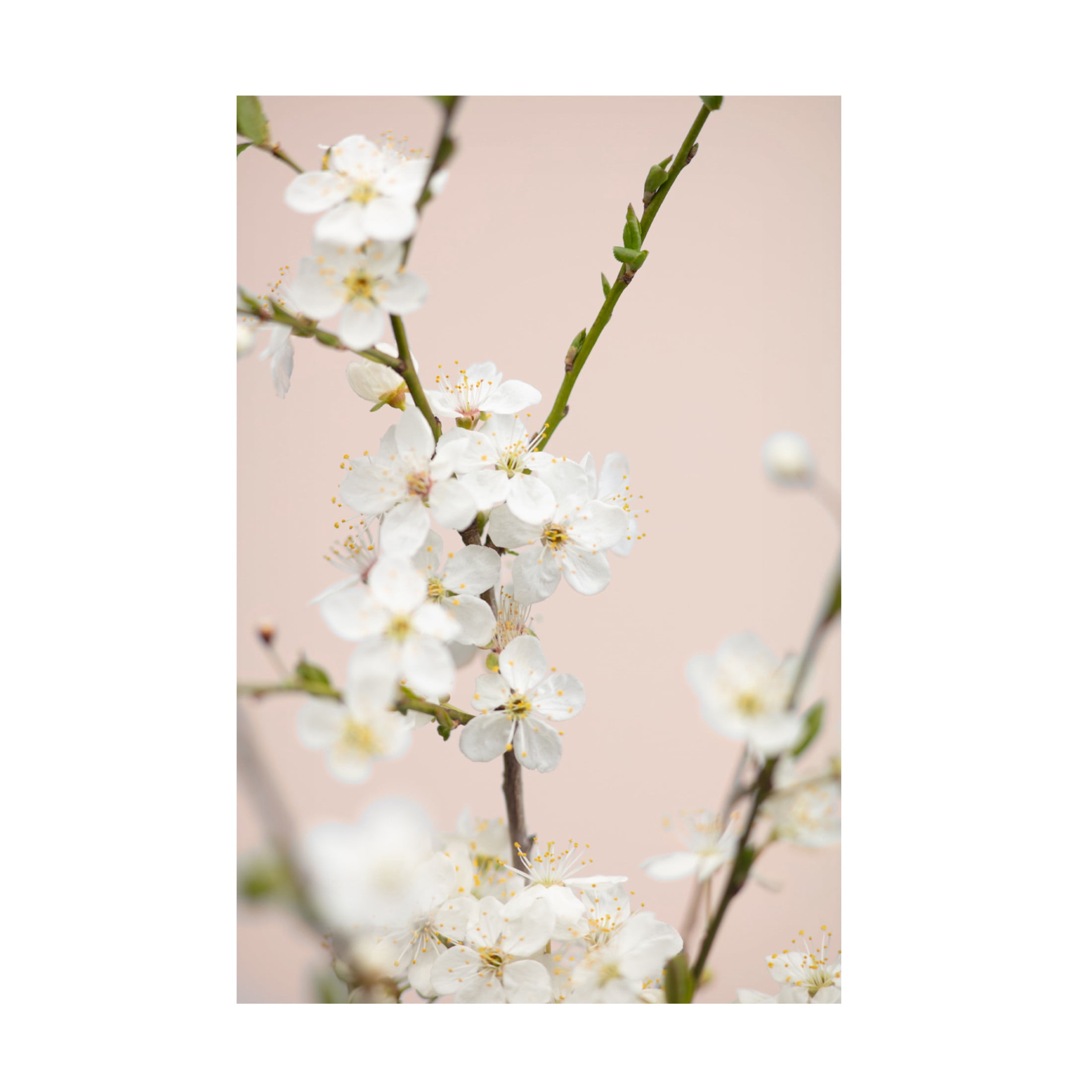 Trademark Fine Art Pictufy Studio Cherry Tree Flowers Canvas Wall Art