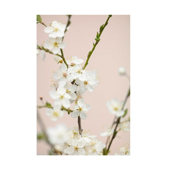 Trademark Fine Art Pictufy Studio Cherry Tree Flowers Canvas Wall Art