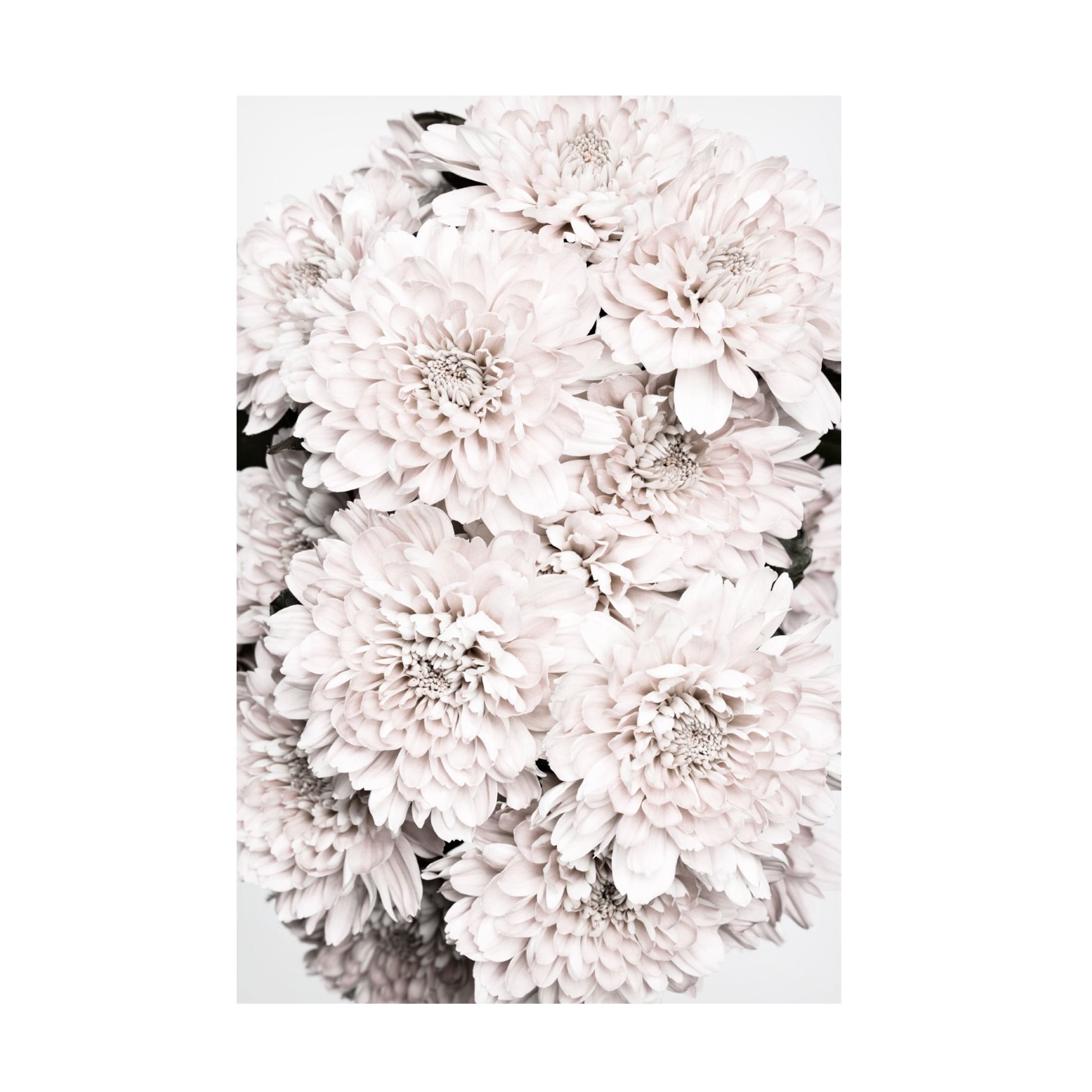 Trademark Fine Art Pictufy Studio Chrysanthemum No 08 Canvas Wall Art
