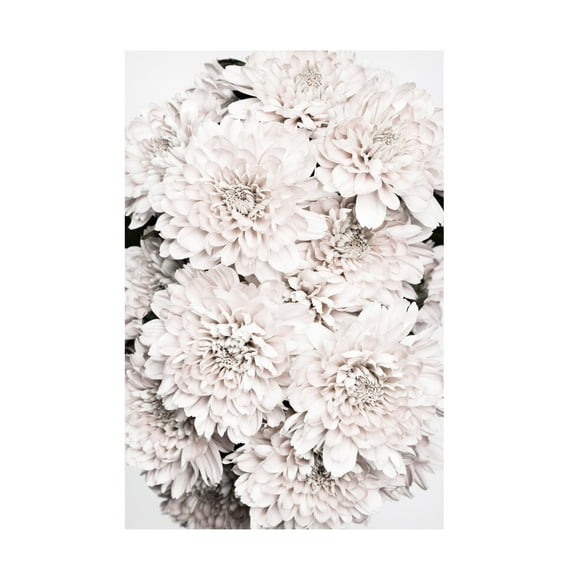 Trademark Fine Art Pictufy Studio Chrysanthemum No 08 Canvas Wall Art