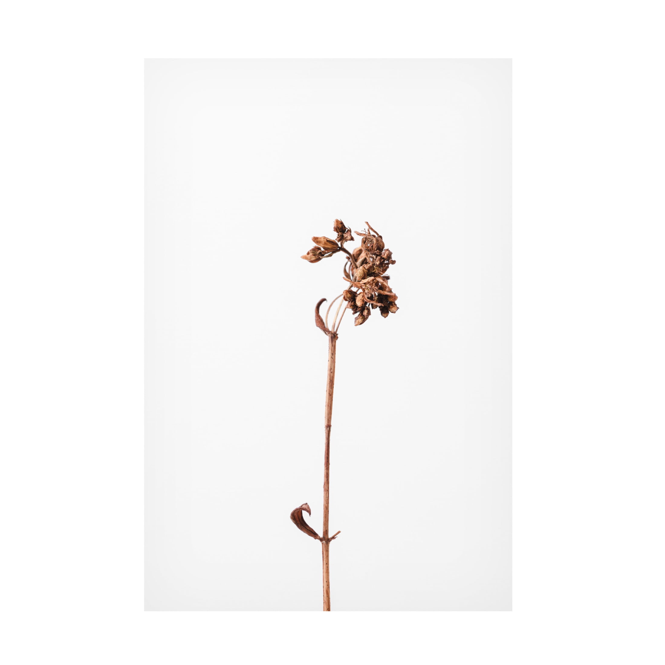 Trademark Fine Art Pictufy Studio Dried Brown Plant 2 Canvas Wall Art