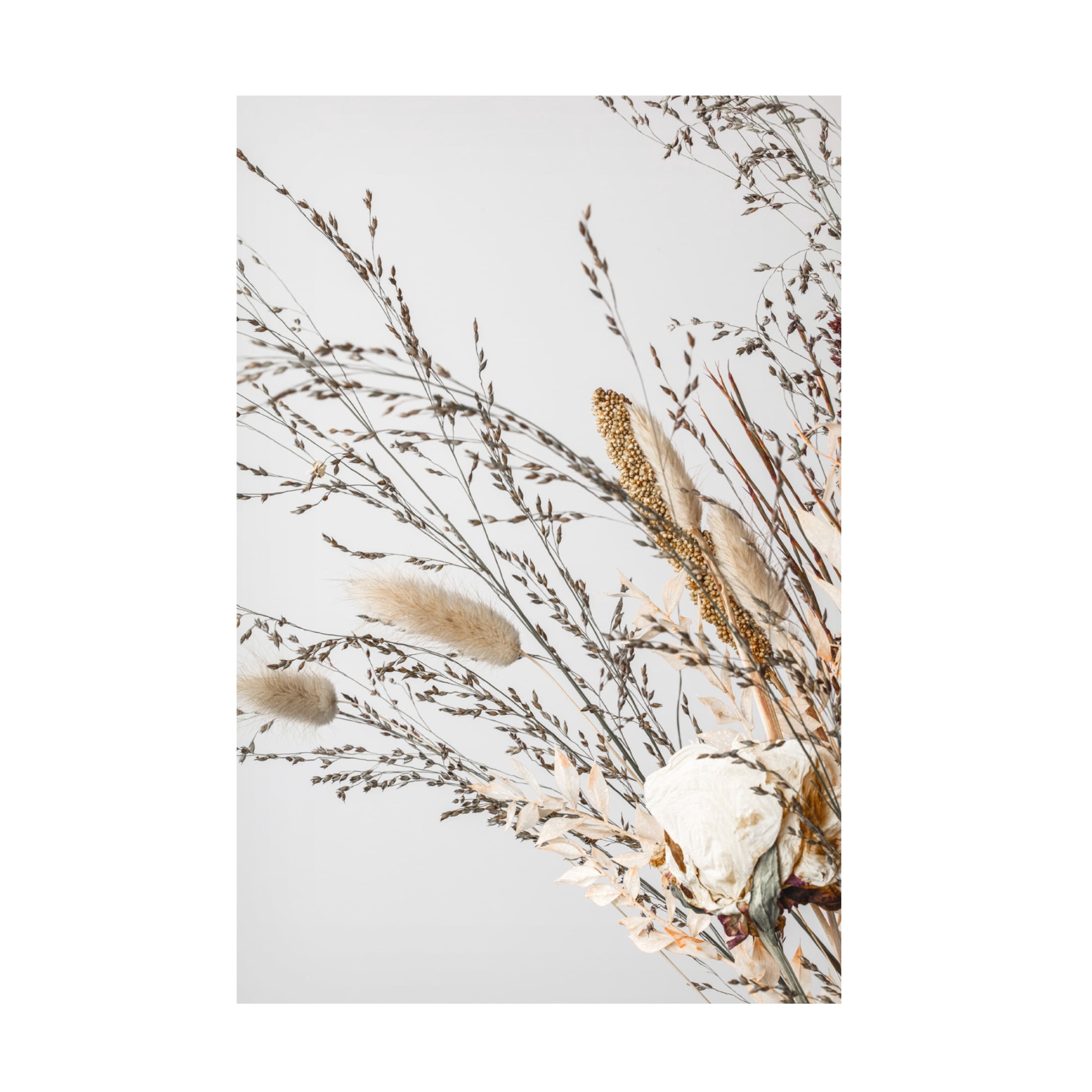 Trademark Fine Art Pictufy Studio Dried Canvas Wall Art