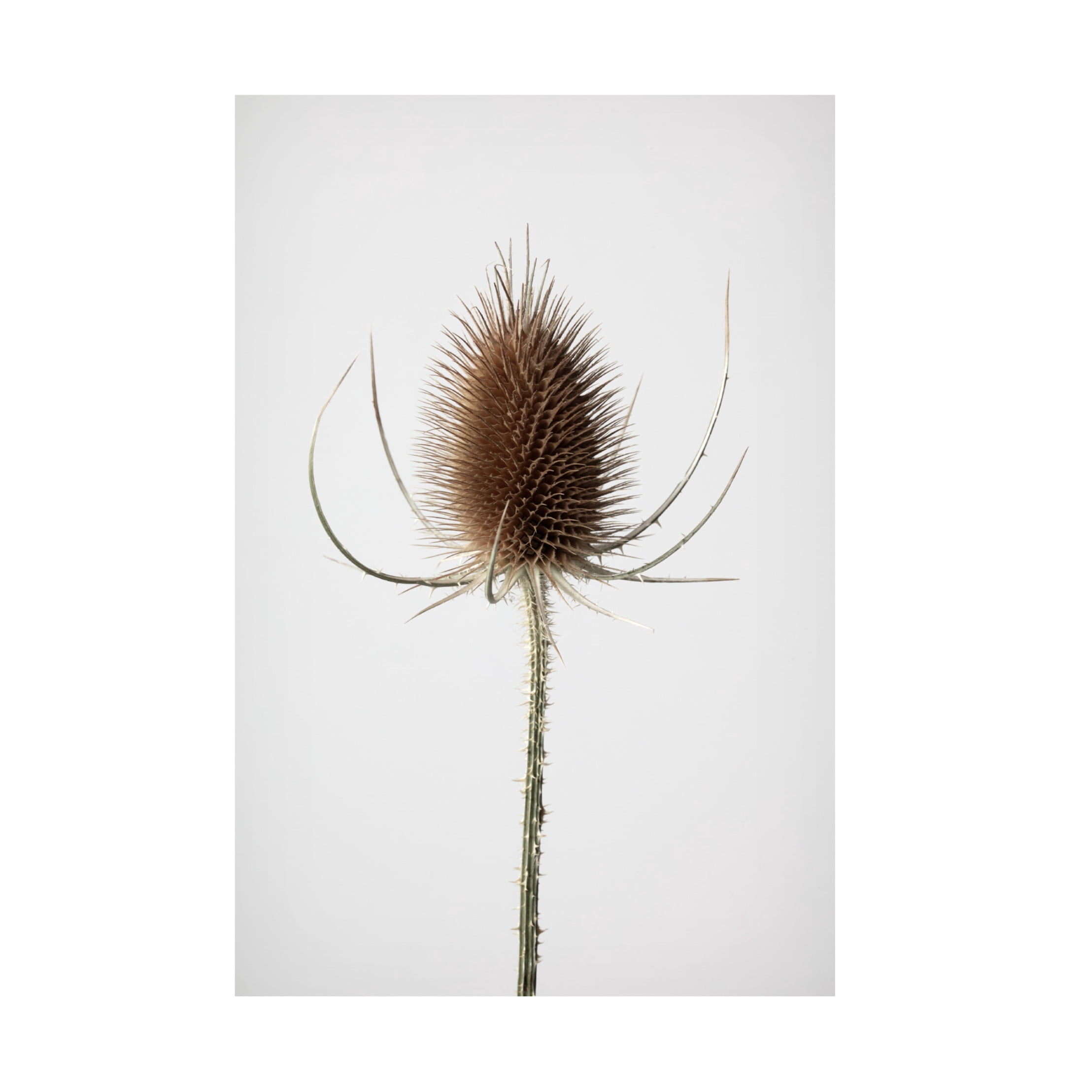Trademark Fine Art Pictufy Studio Dried Canvas Wall Art