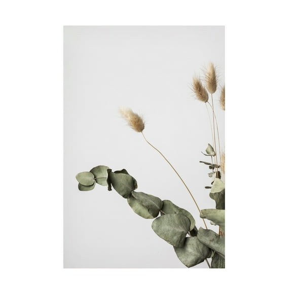 Trademark Fine Art Pictufy Studio Dried Canvas Wall Art