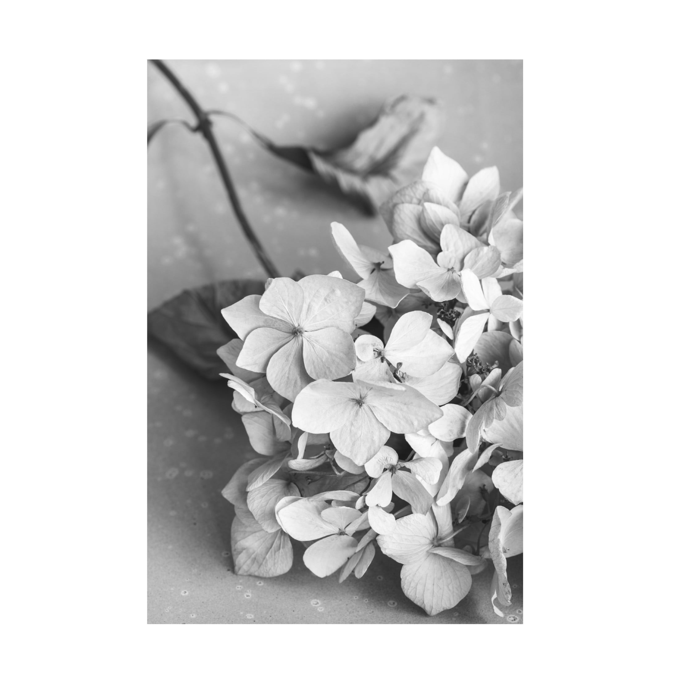 Trademark Fine Art Pictufy Studio Dried Flowe Ron Plate Black A White Canvas Wall Art