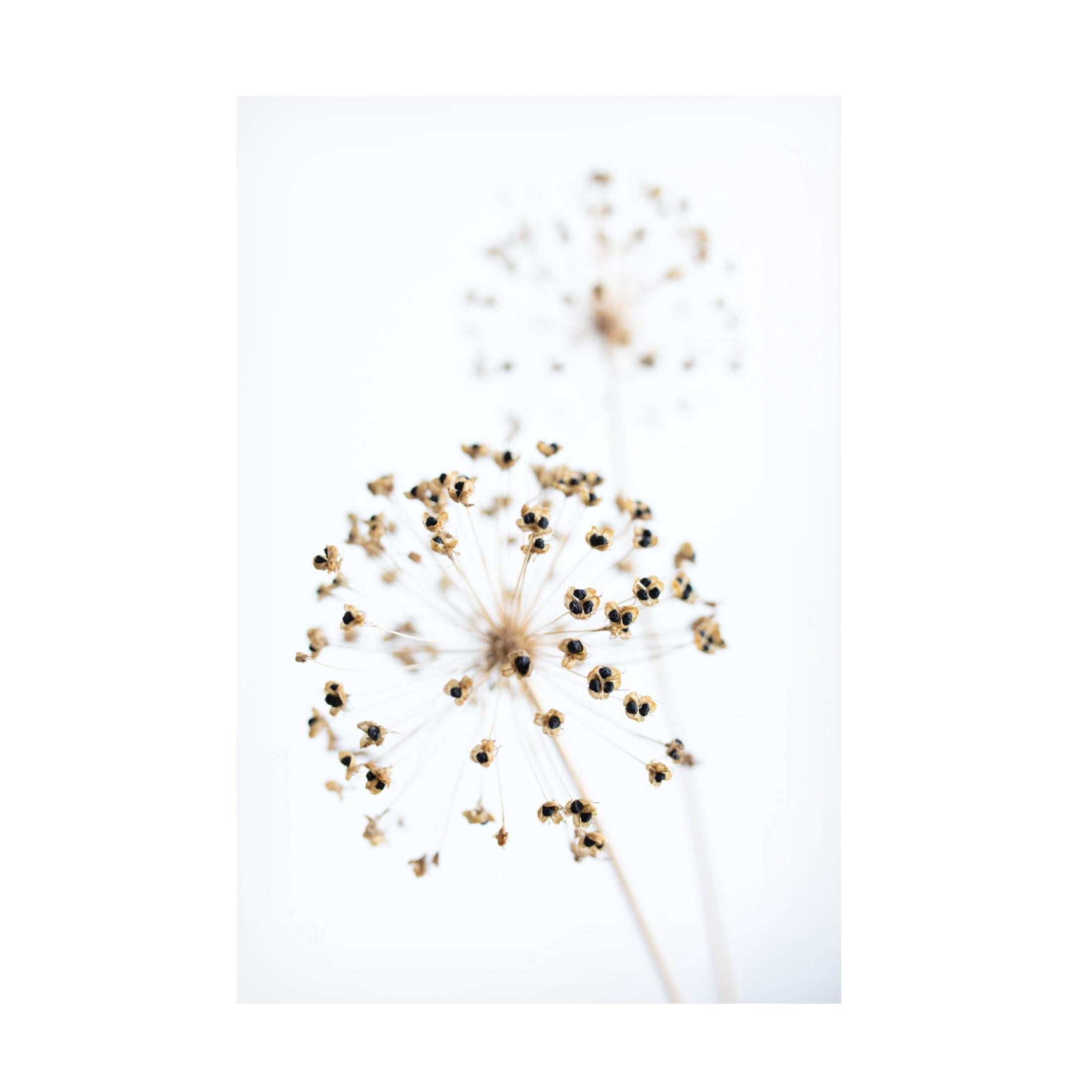 Trademark Fine Art Pictufy Studio Dried Flower 2 Natural Canvas Wall Art