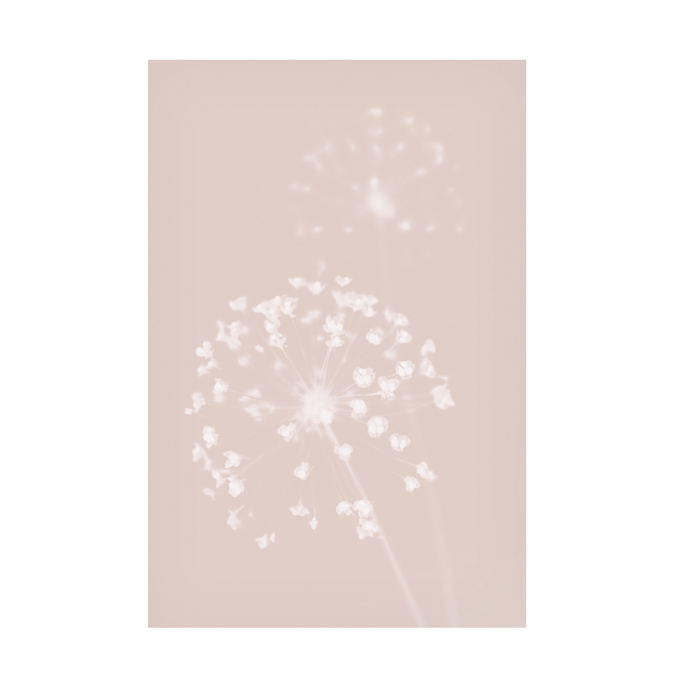 Trademark Fine Art Pictufy Studio Dried Flower Pink Canvas Wall Art