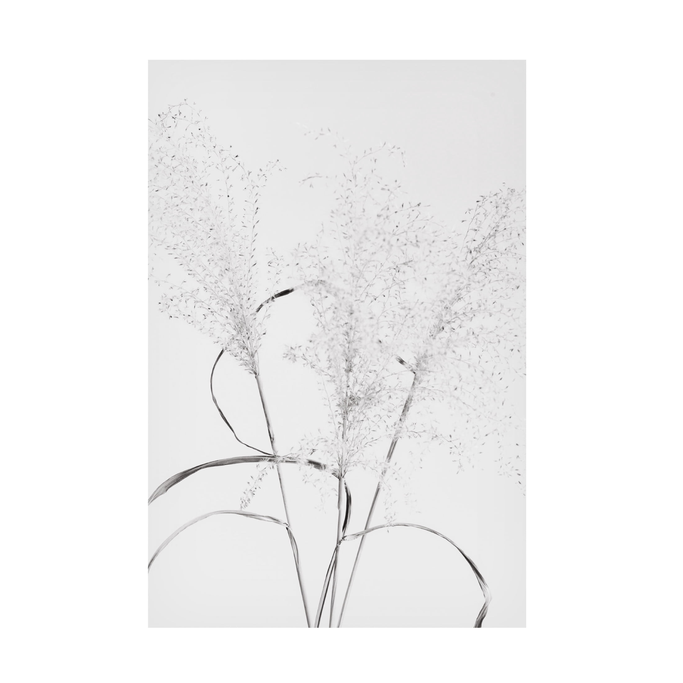 Trademark Fine Art Pictufy Studio Dried Grass Blackawhite Canvas Wall Art