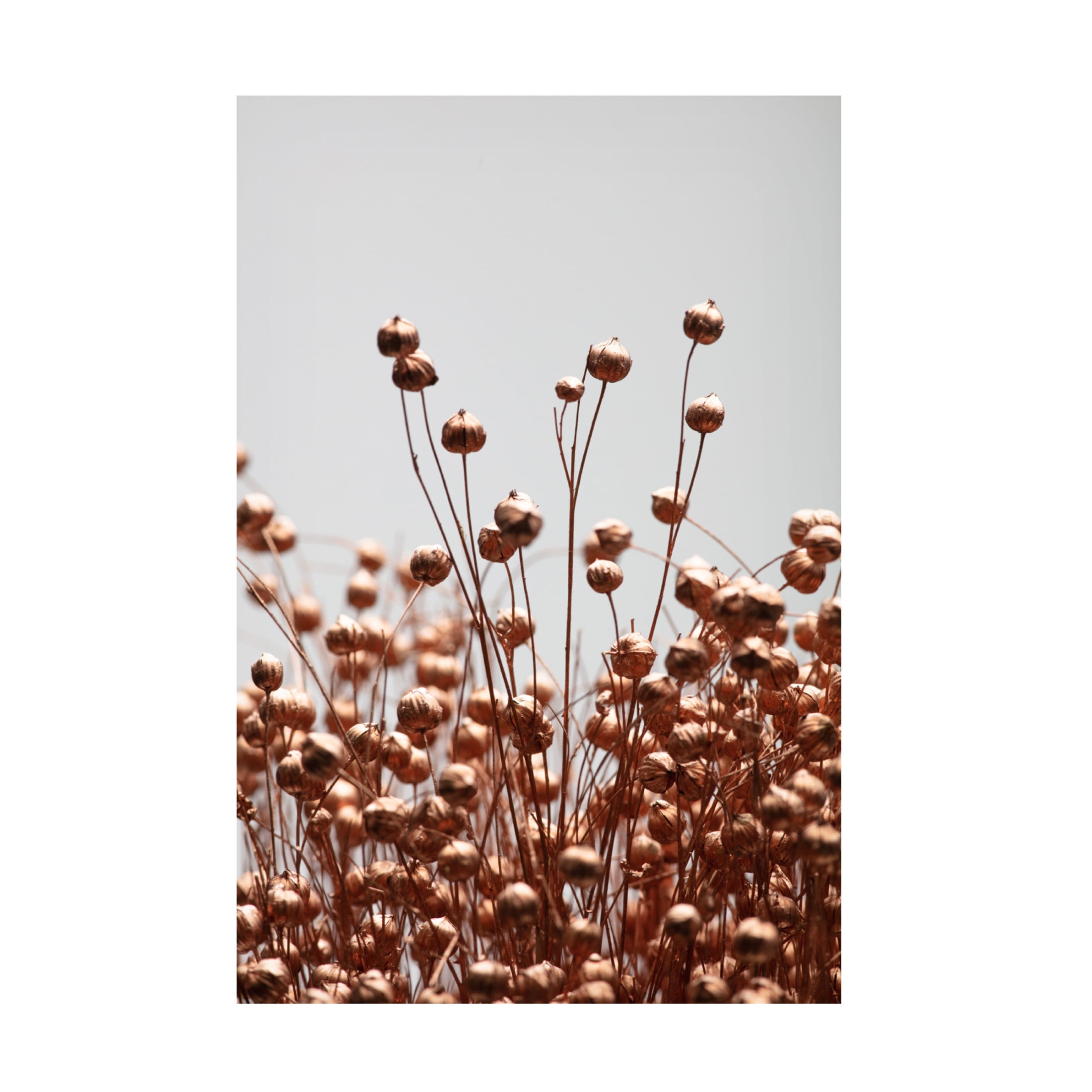 Trademark Fine Art Pictufy Studio Dried Grass Copper 02 Canvas Wall Art