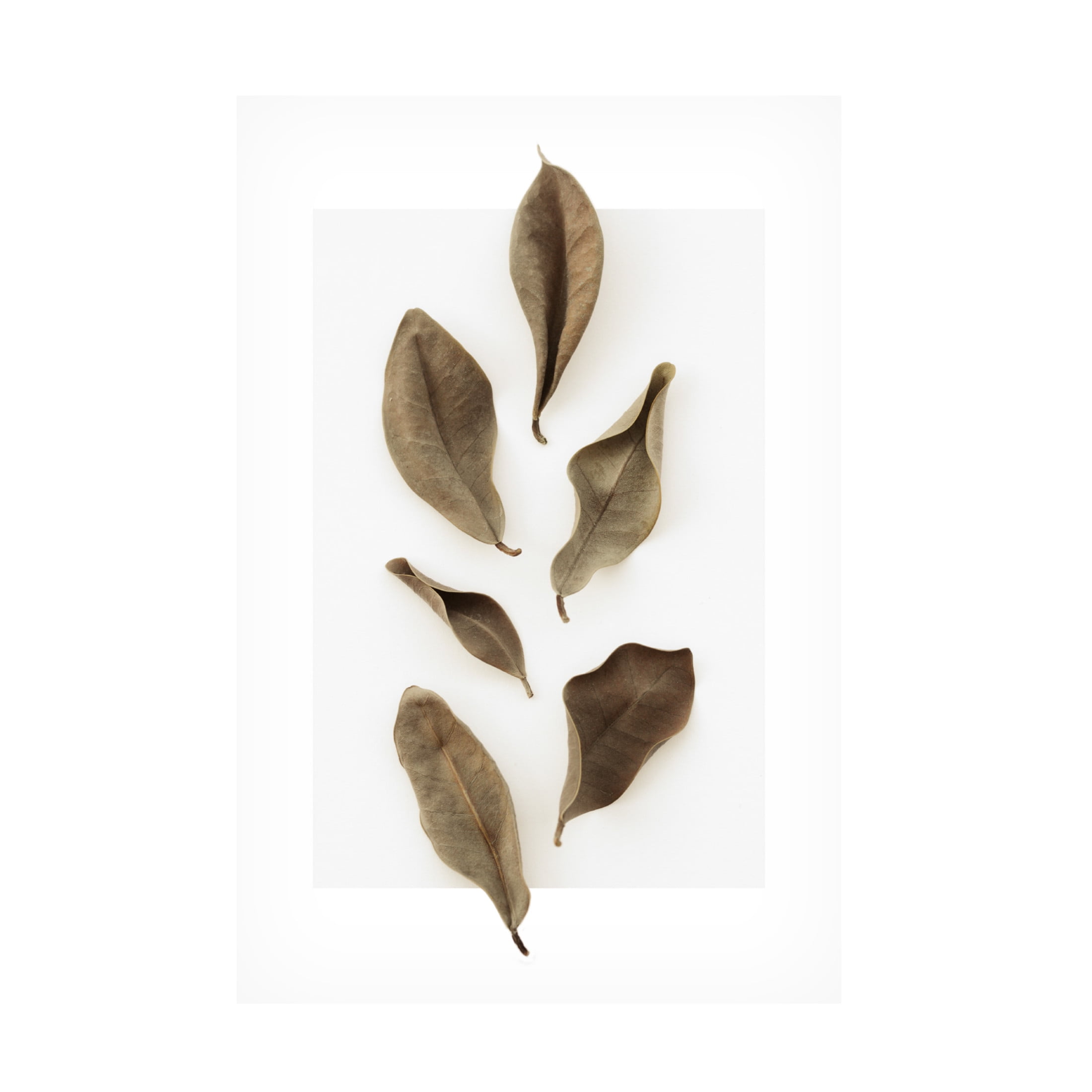 Trademark Fine Art Pictufy Studio Dried Leaves 1 Canvas Wall Art