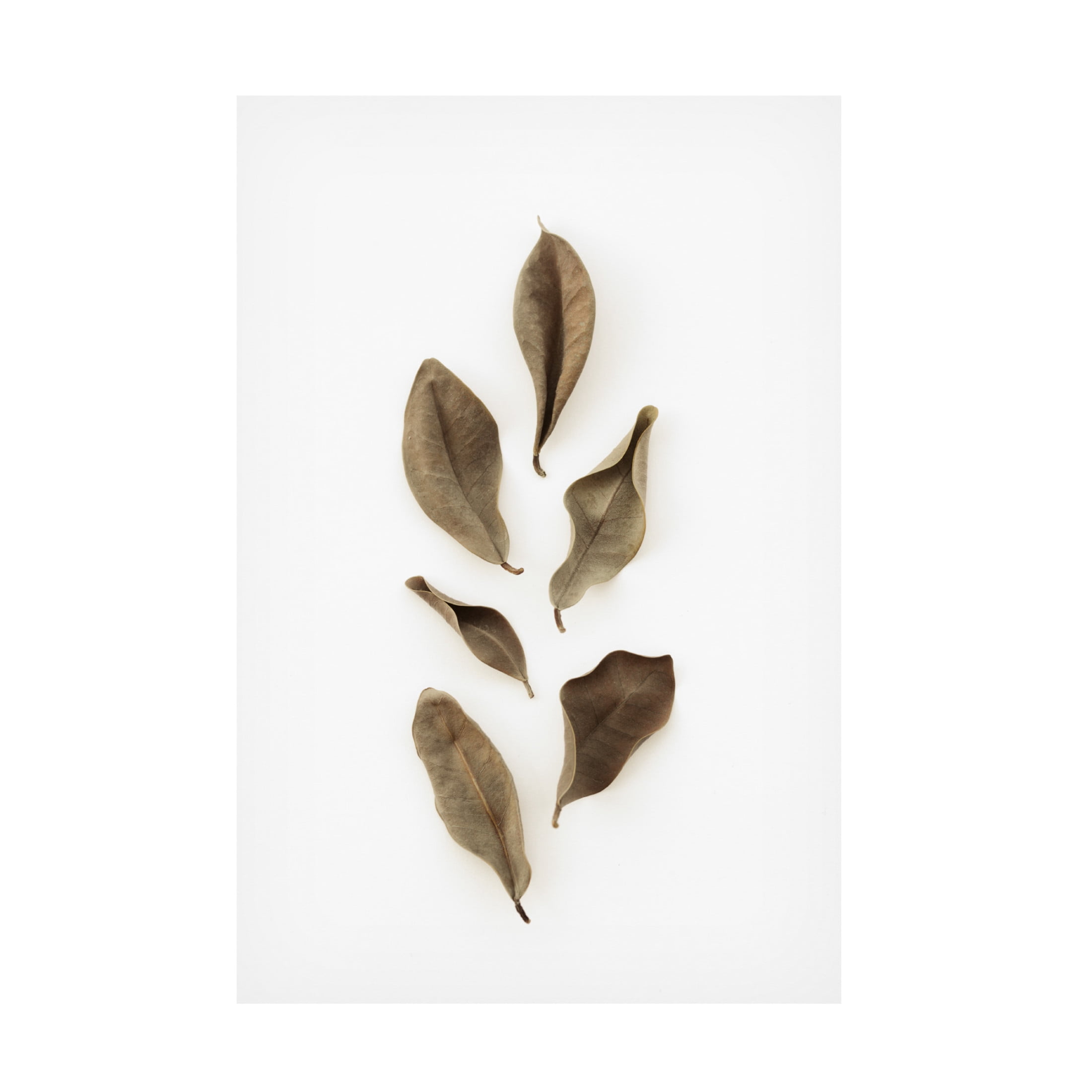 Trademark Fine Art Pictufy Studio Dried Leaves 2 Canvas Wall Art