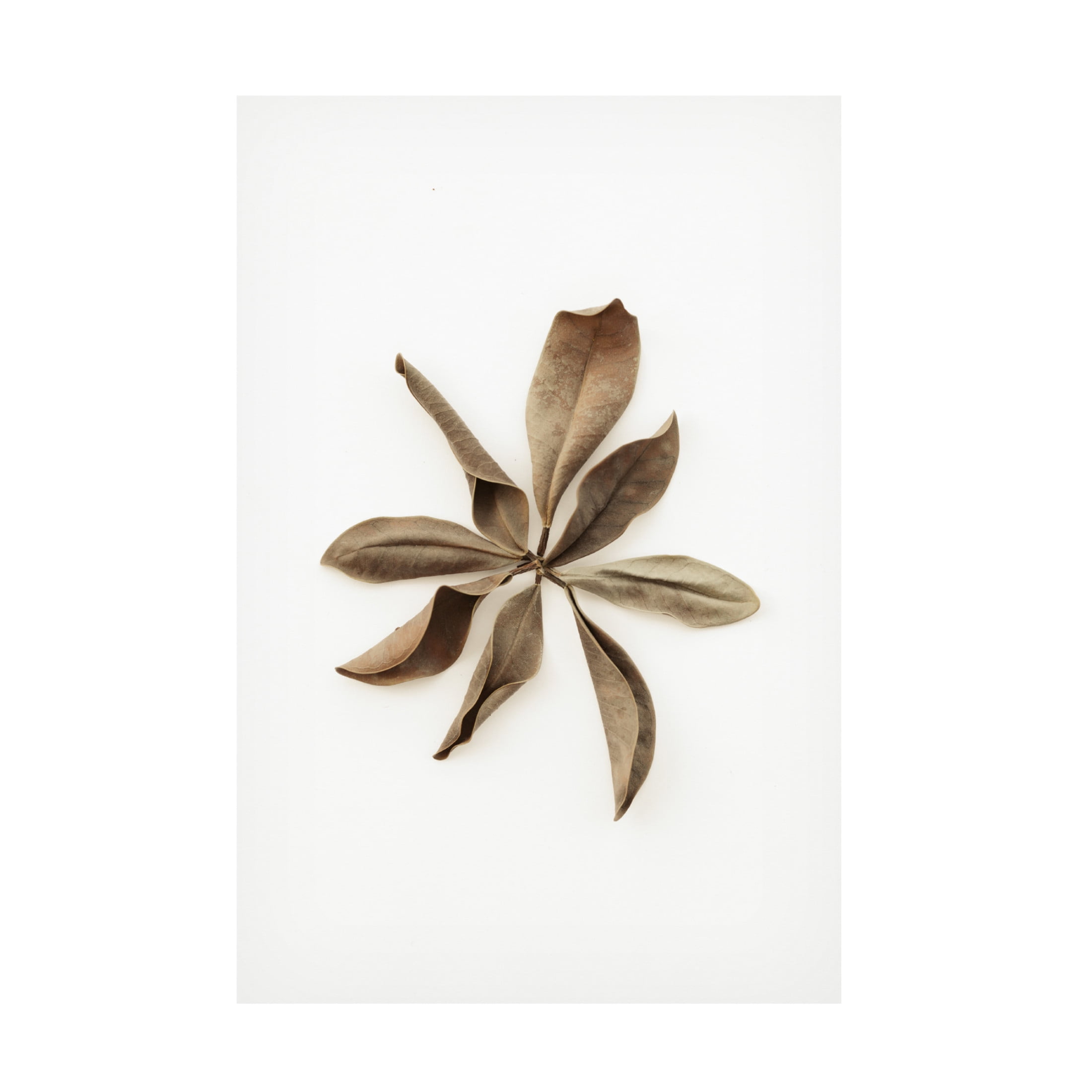 Trademark Fine Art Pictufy Studio Dried Leaves 3 Canvas Wall Art
