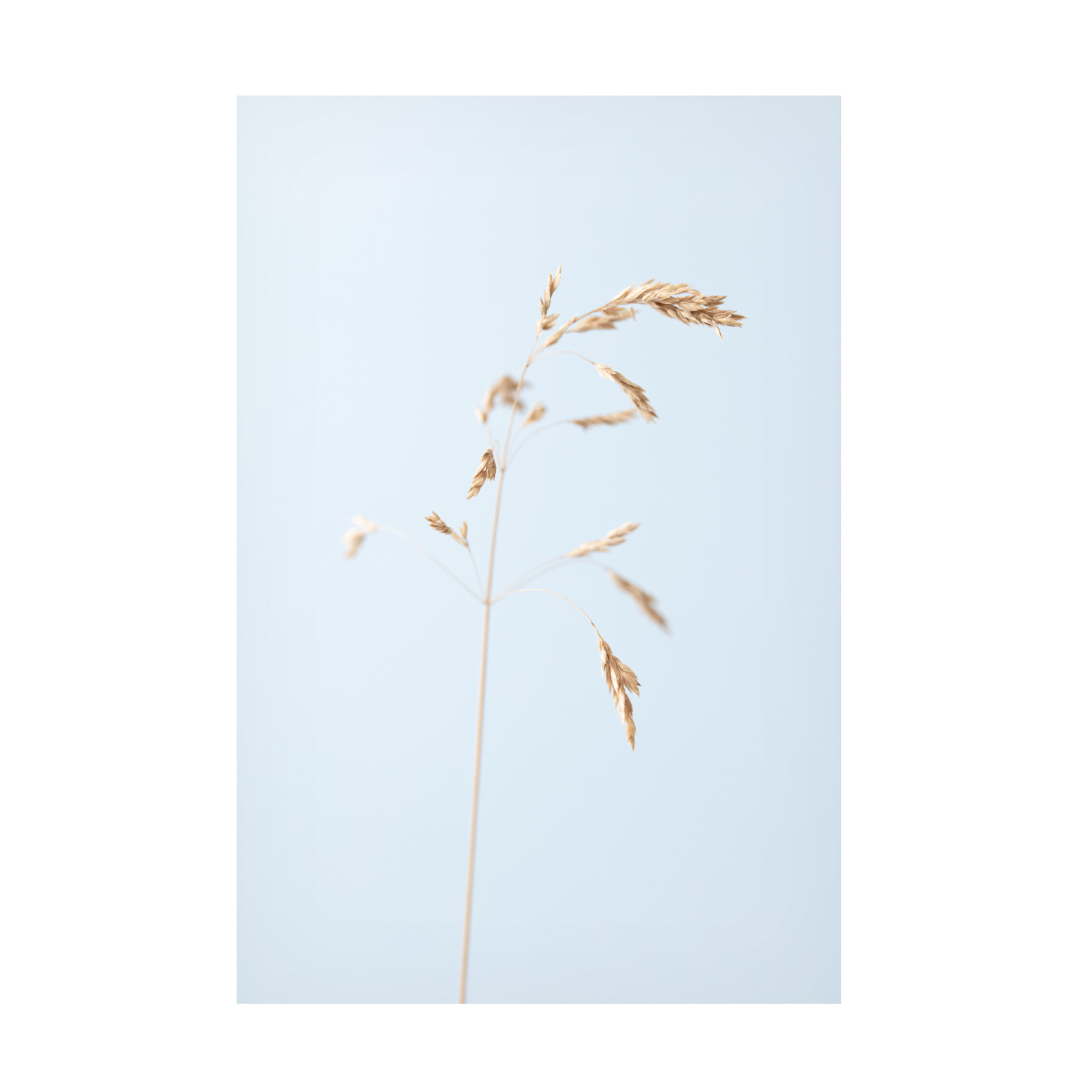 Trademark Fine Art Pictufy Studio Dried Single Grass Straw 2 Canvas Wall Art